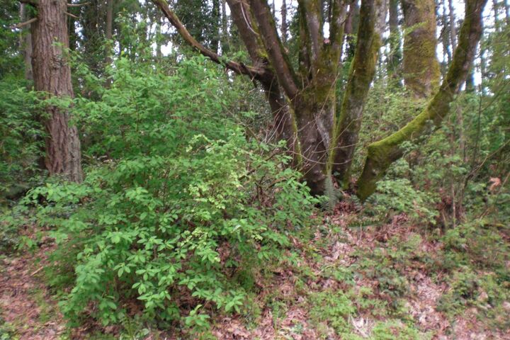 Property Photo: 302 Victor Rd WA 98528