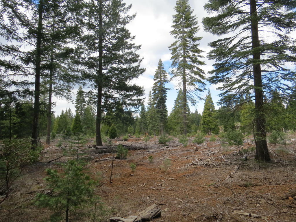 Lot #7 Trail Blazer Rd.  Shingletown CA 96088 photo