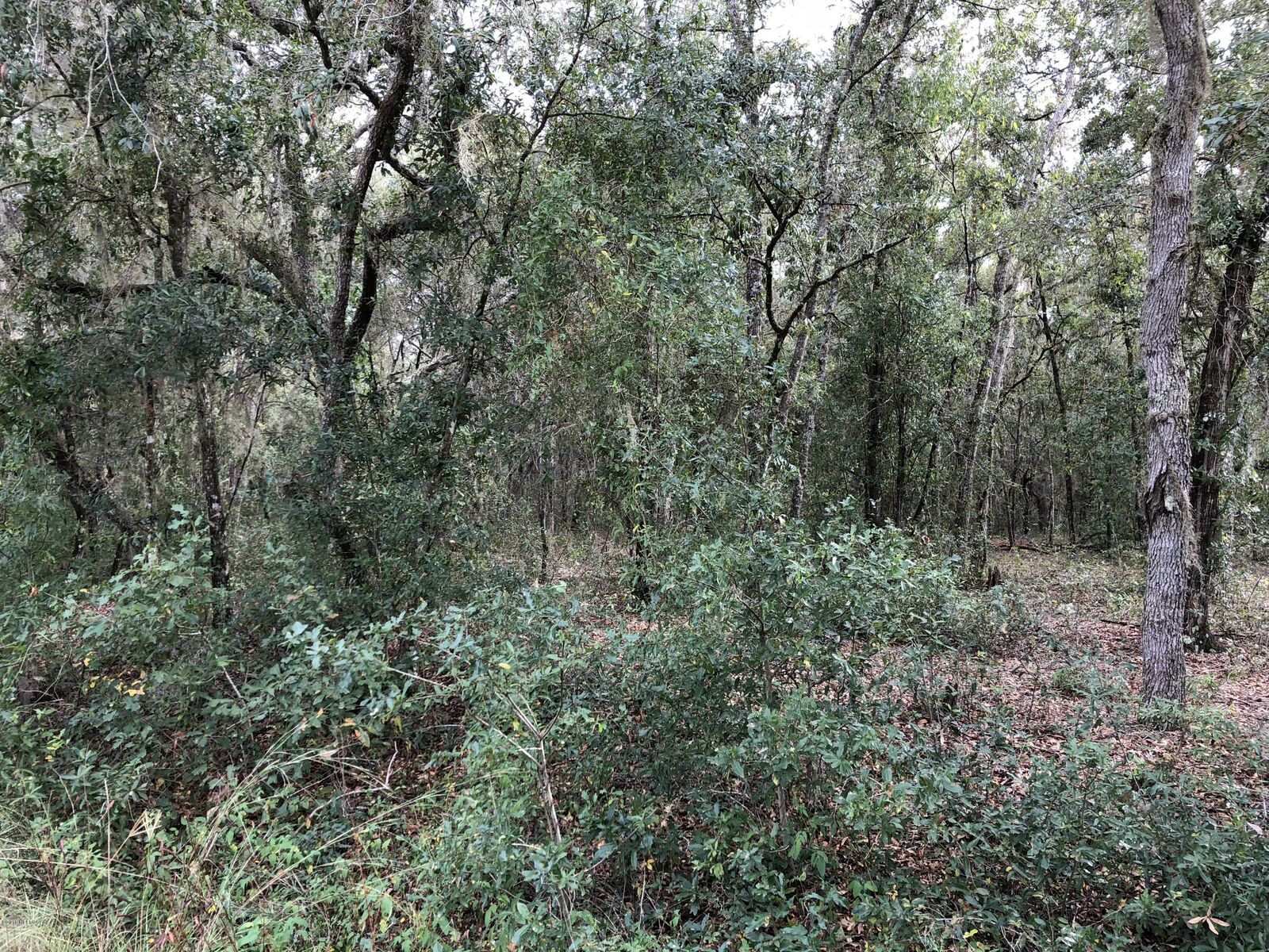 Property Photo: 00 Morris Lake Drive FL 32640