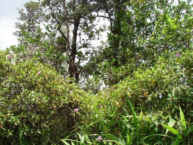 Property Photo:  Kuleana St  HI 96778 