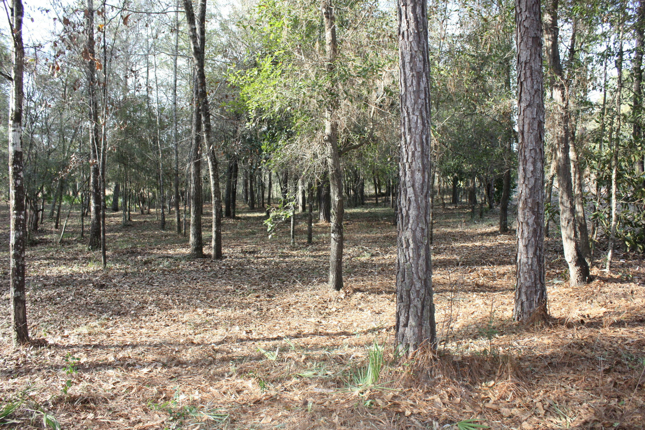 Property Photo:  Lot 13 Evergreen Parkway  FL 32539 