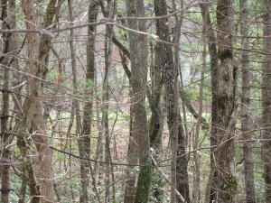 Property Photo: 730 Westchester Drive TN 38558