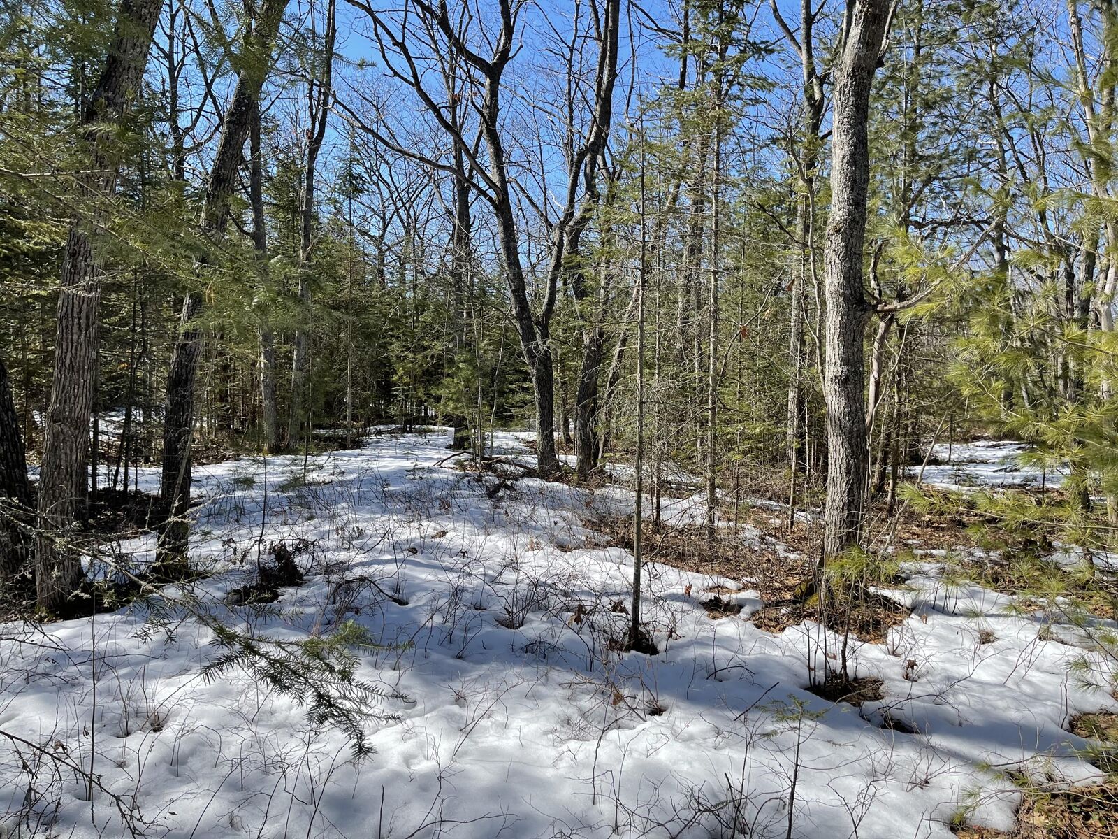 Property Photo: 10550 Huron Trail MI 49721
