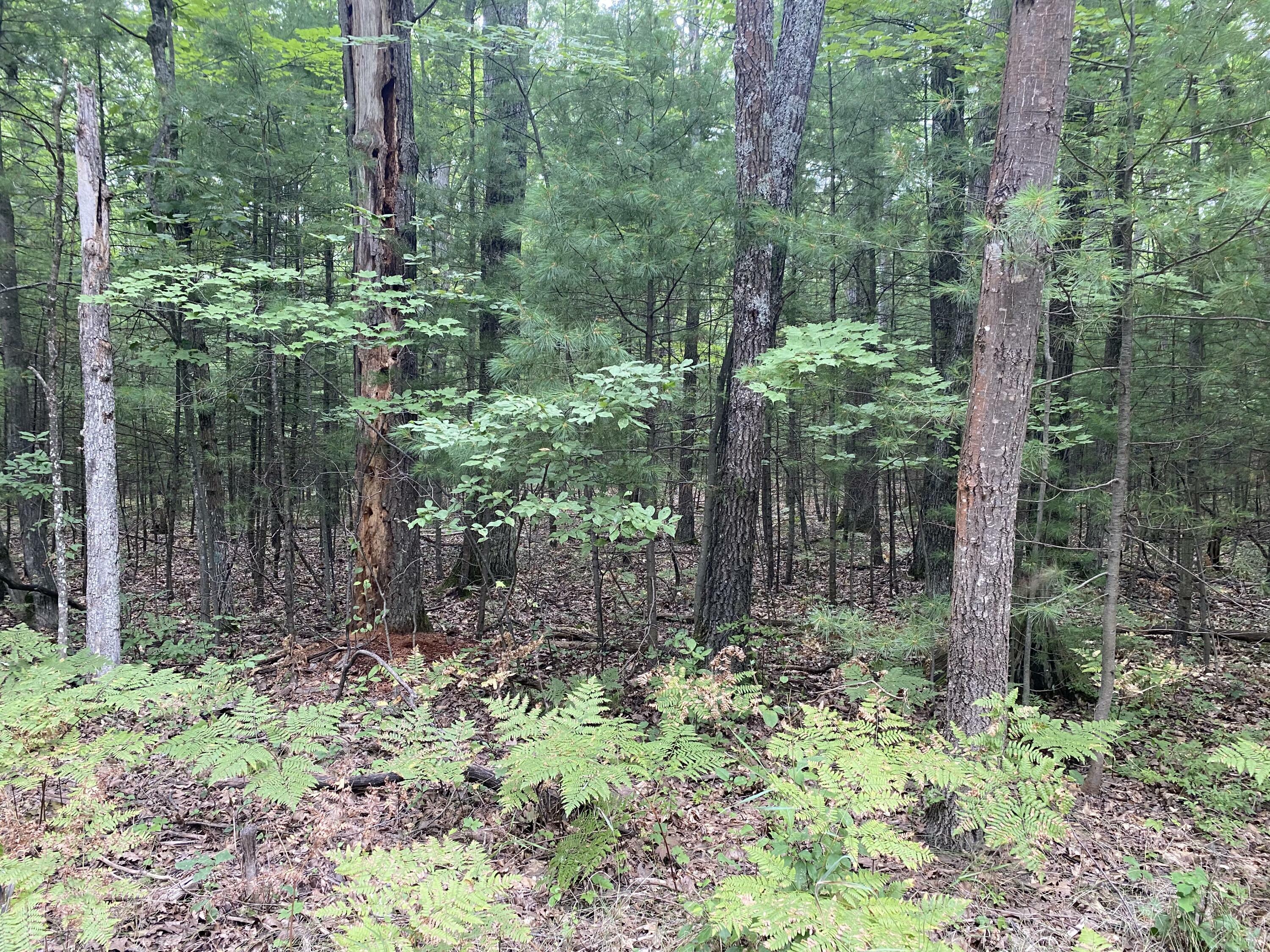 Property Photo:  Mac A Vista Drive  MI 49749 