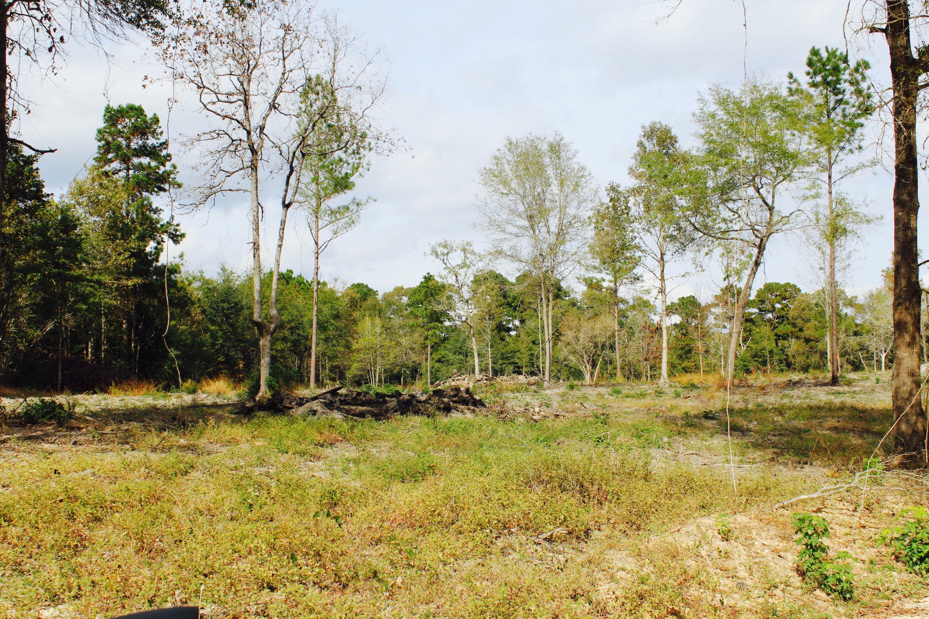 Property Photo:  Tbd Audrey Lane Lot 6  LA 71446 