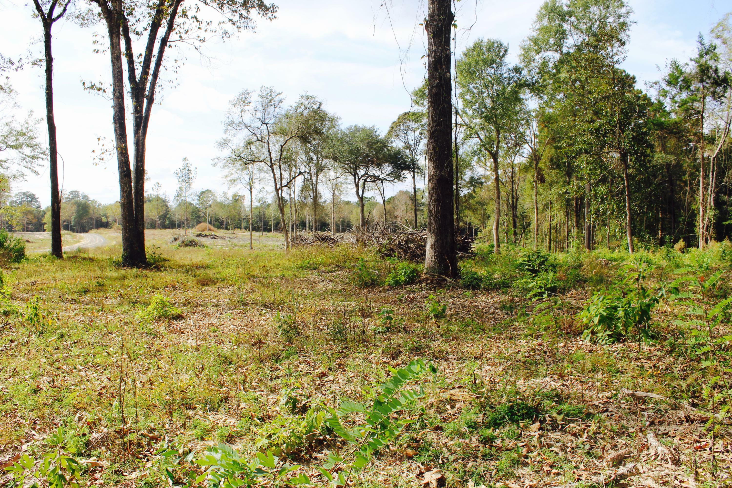 Property Photo:  Tbd Audrey Lot 5  LA 71446 