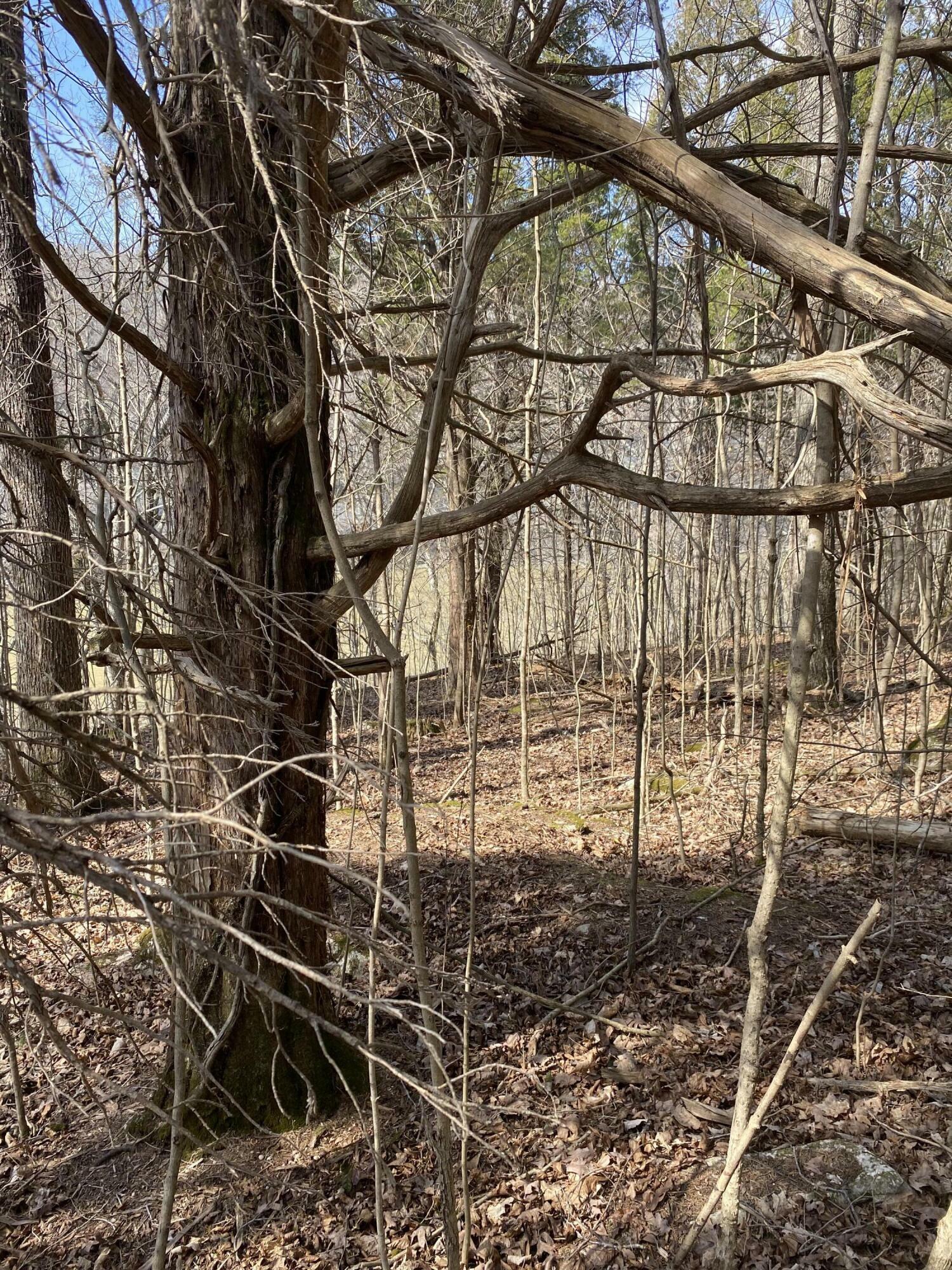 Property Photo:  Lot 19 North Fork Road  KY 42519 