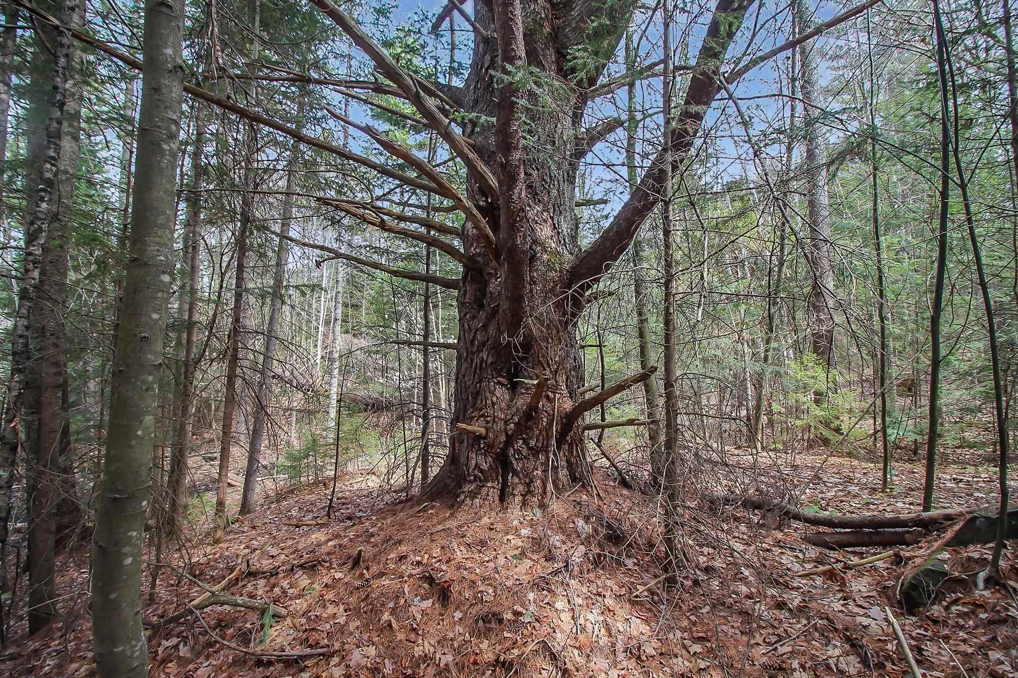 Property Photo: 203-102 Newport Road NH 03765