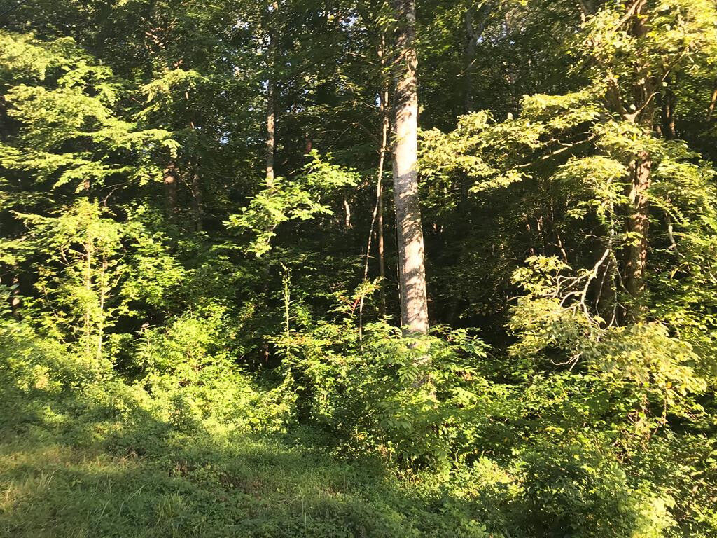 Property Photo: 0 Brentwood &Amp Murrell Rd &Amp Grist TN 37814
