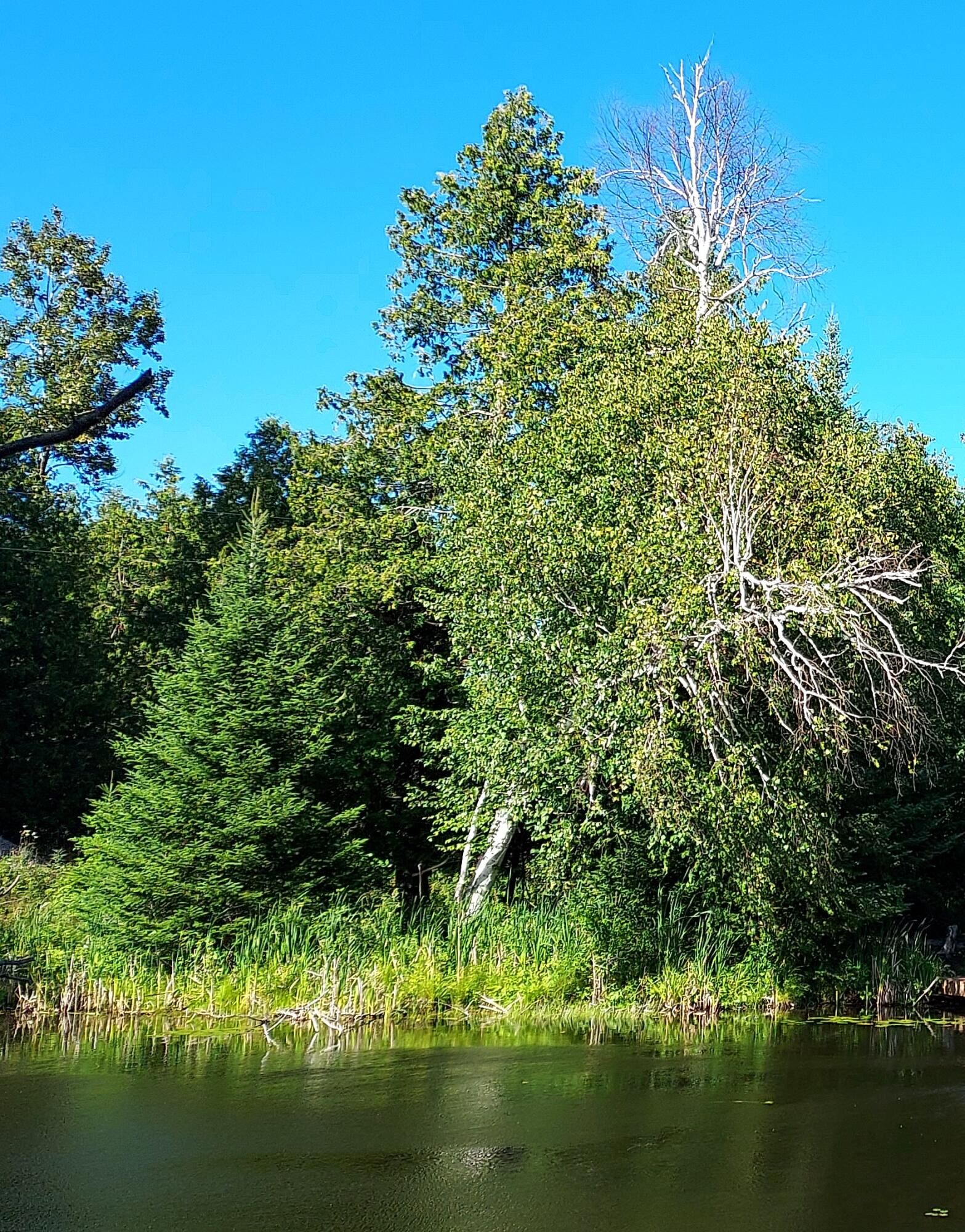 Property Photo:  15248 Lakeview Drive  MI 49799 