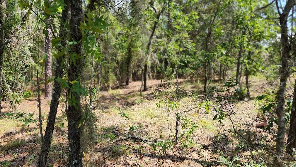 Property Photo:  Lot 2 SW 61st Place Road  FL 34481 