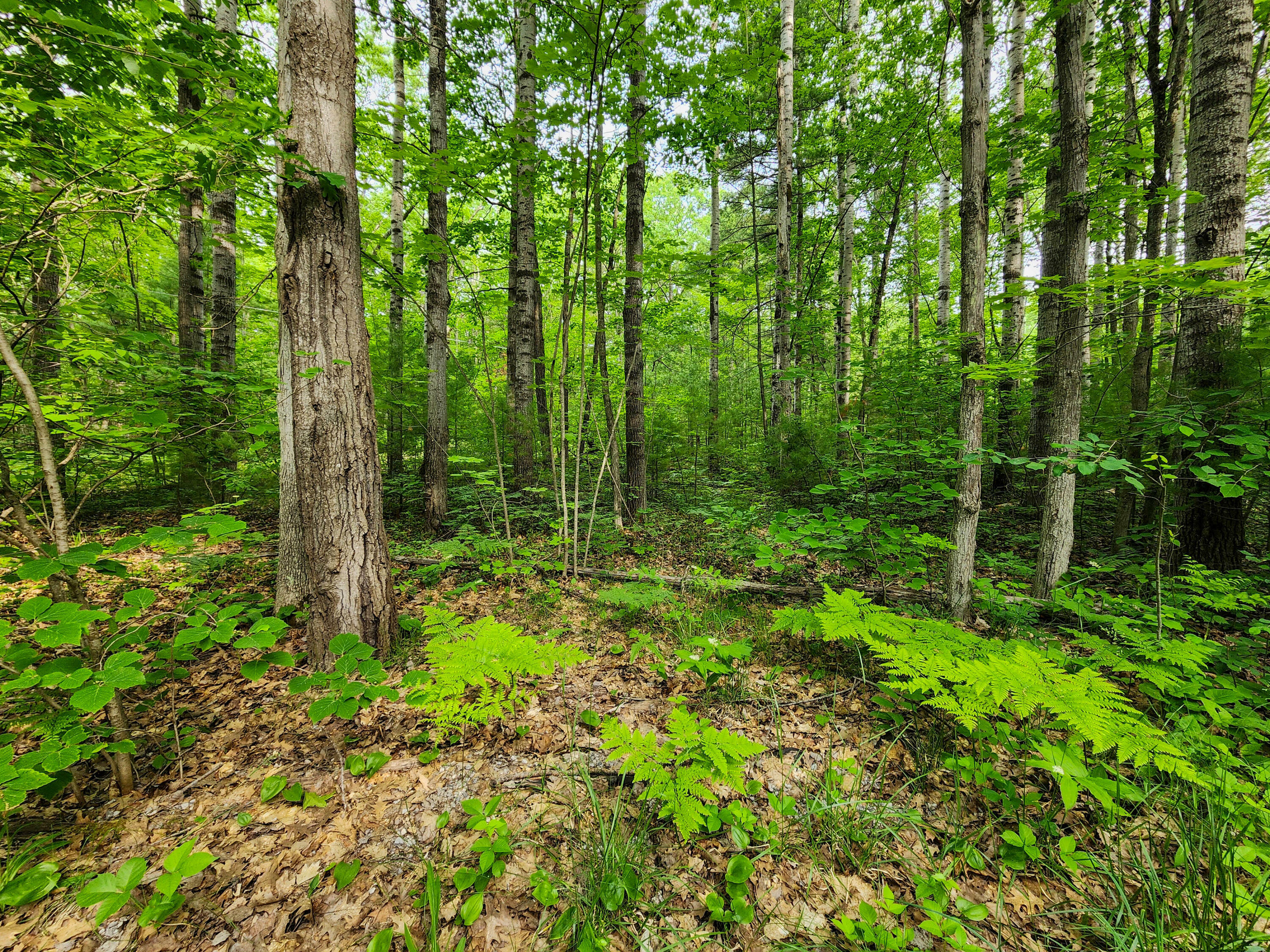 Property Photo:  Lot 25&26 Newell  MI 49791 