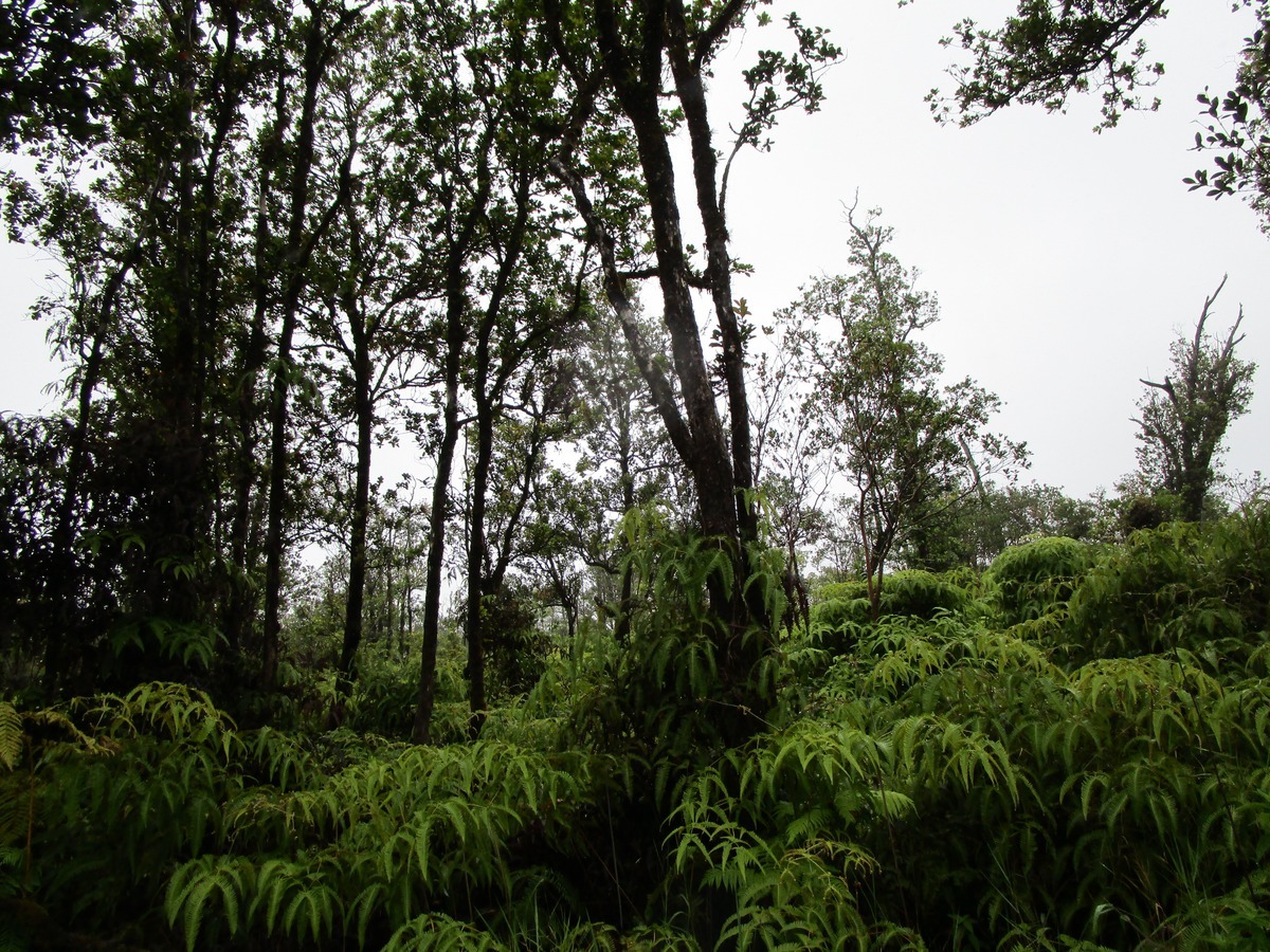 Ala Naulani Rd  Volcano HI 96785 photo