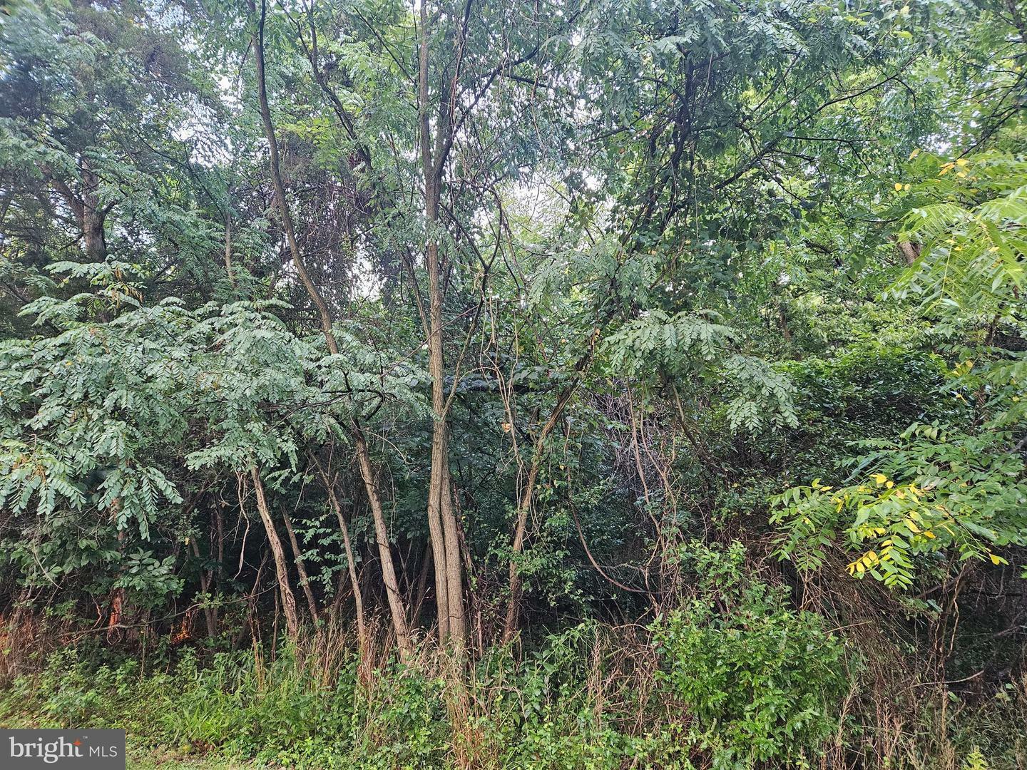 Property Photo:  Lot 3 Chickloon Ln  WV 25422 