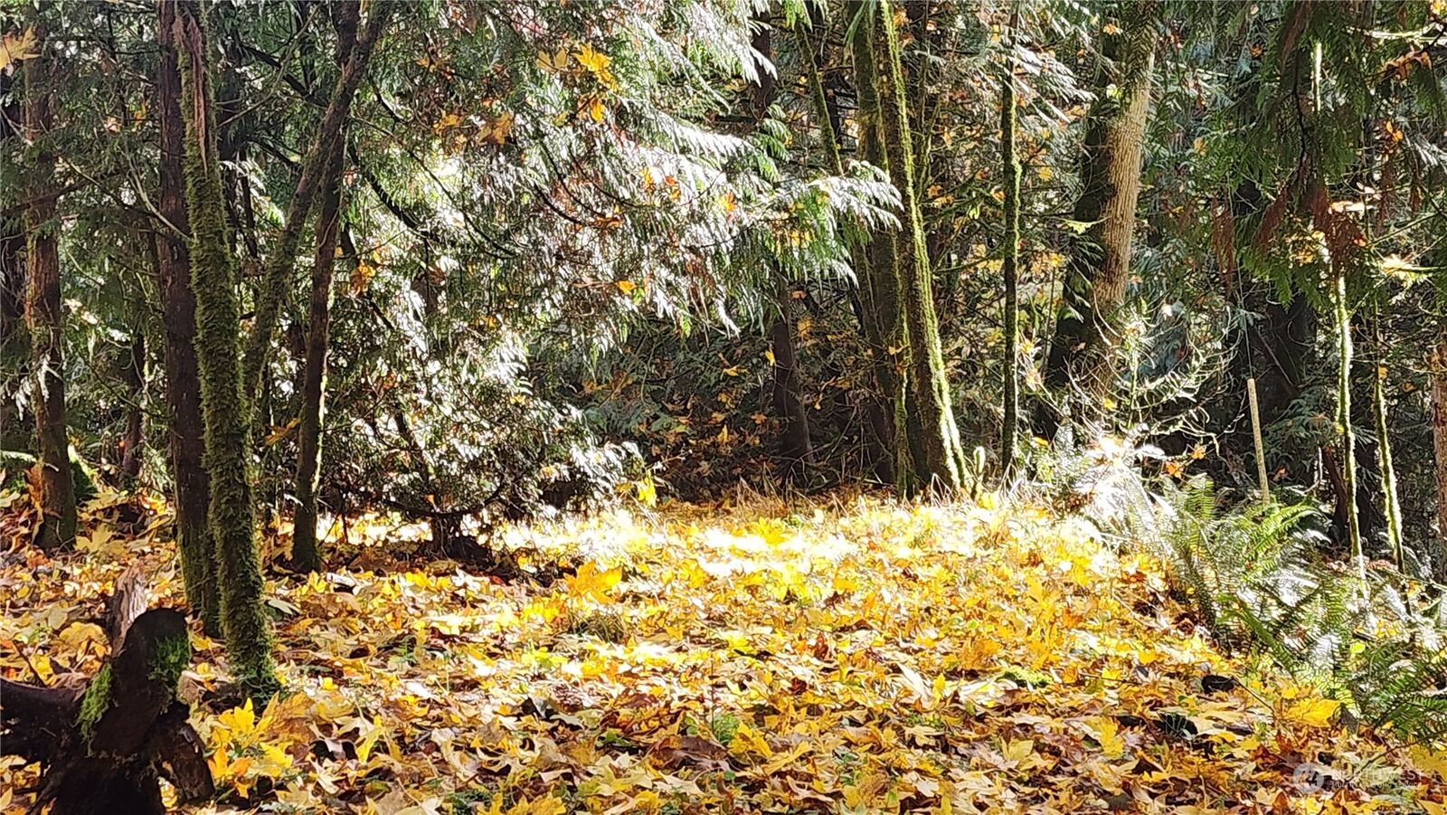 Property Photo: 10225 Xx 174th Avenue SE WA 98059