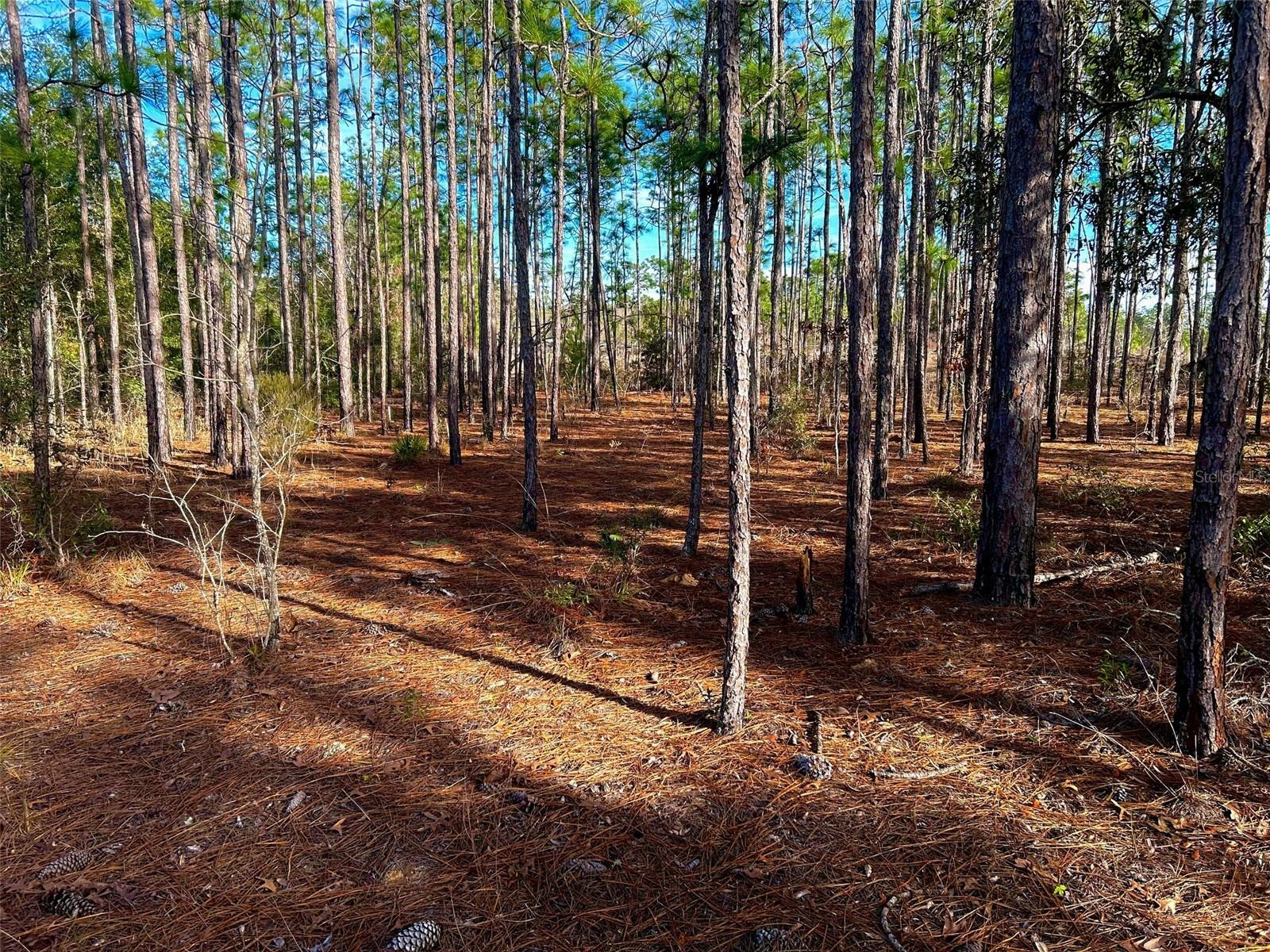 Property Photo:  155 Gopher Ridge Road  FL 32640 