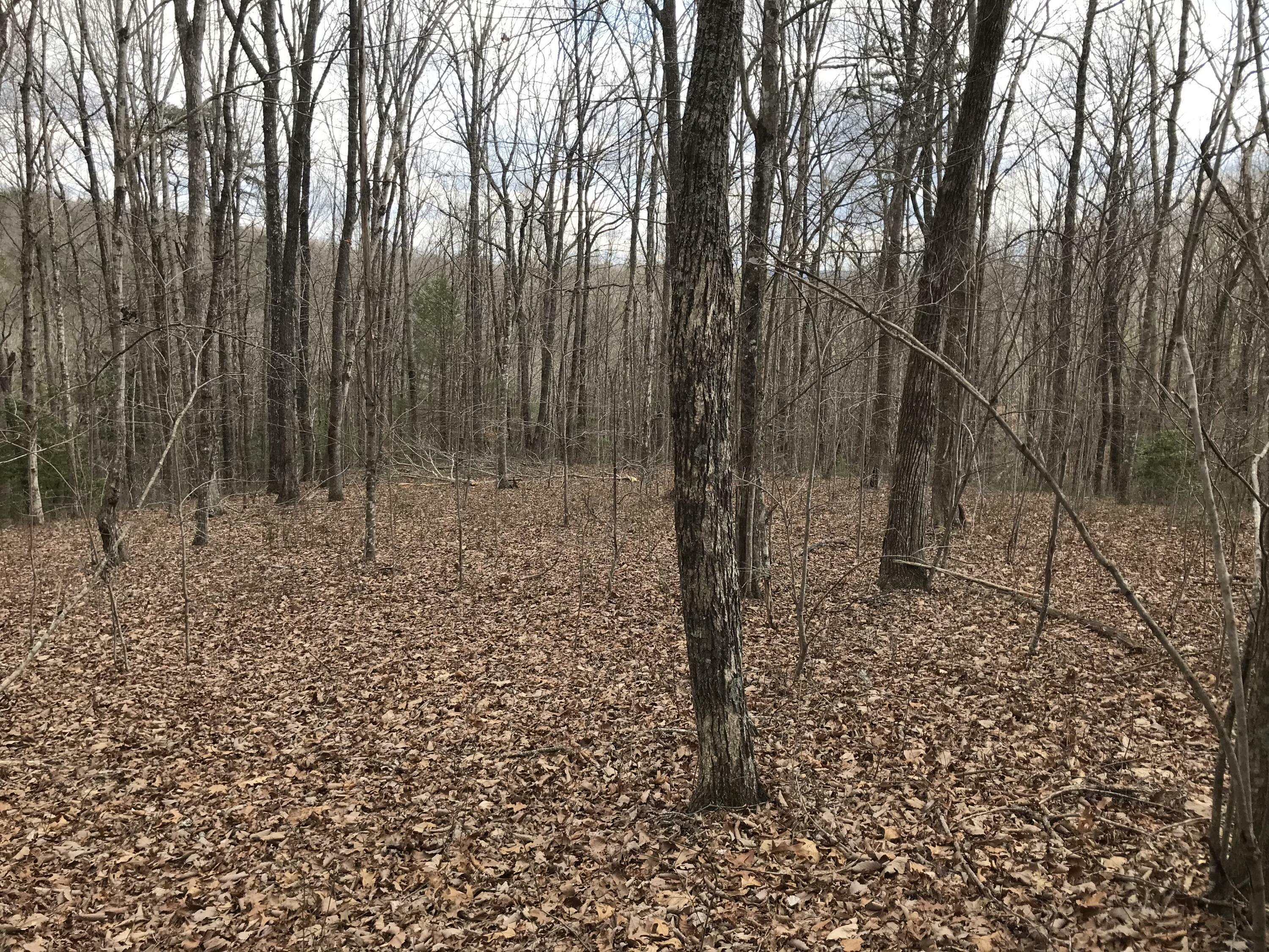 Property Photo:  550 Wilderness Way  TN 37327 