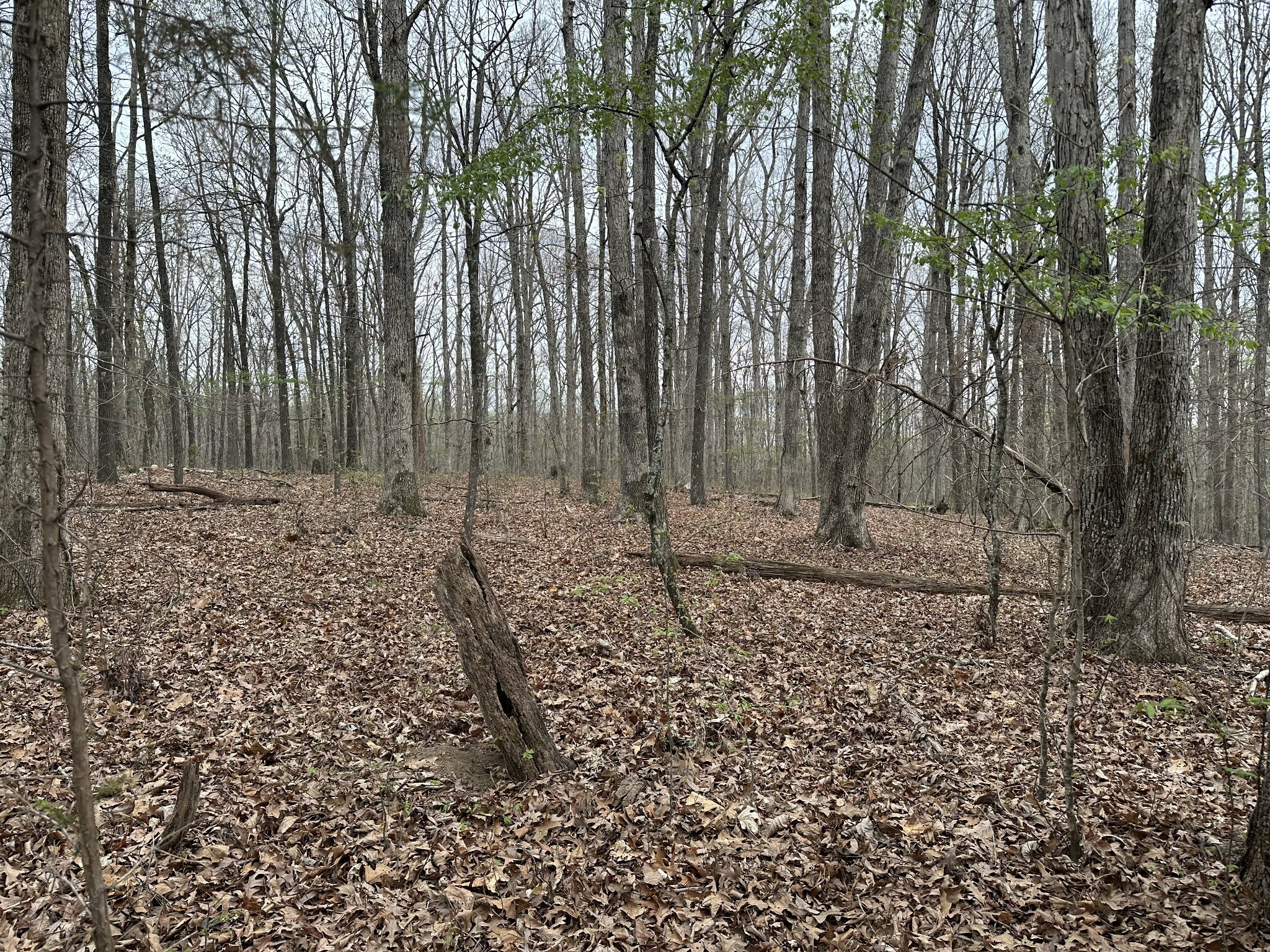 Property Photo:  0 Cottrell Ridge Road  TN 37058 