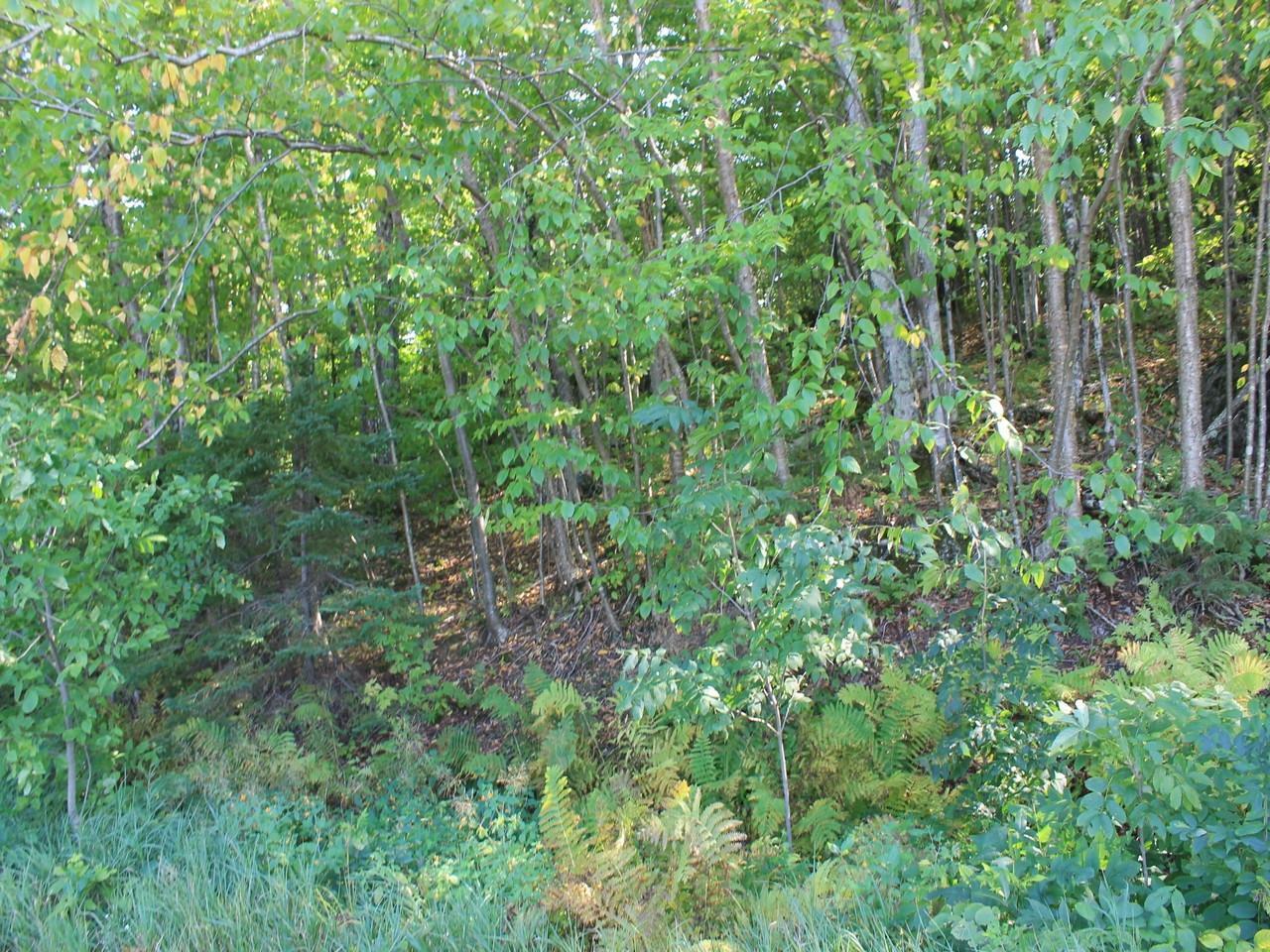 Property Photo:  Lot 35 Alpine Dr  WI 54565 