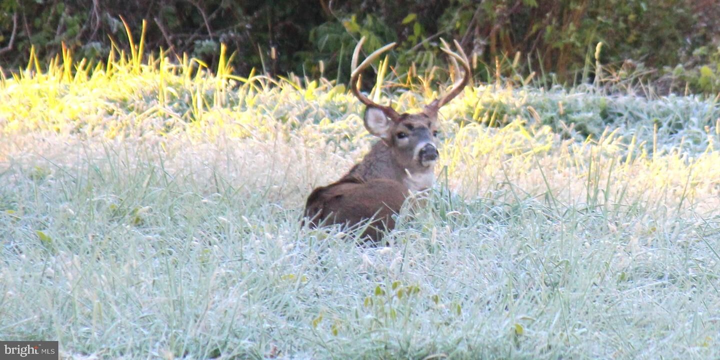 Property Photo: Sparks Mill Corner - E&W Sparks Mill At Route 213 Road MD 21617