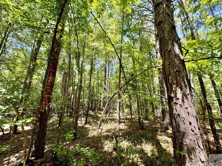 Tbd Cr 4335  Bivins TX 75555 photo