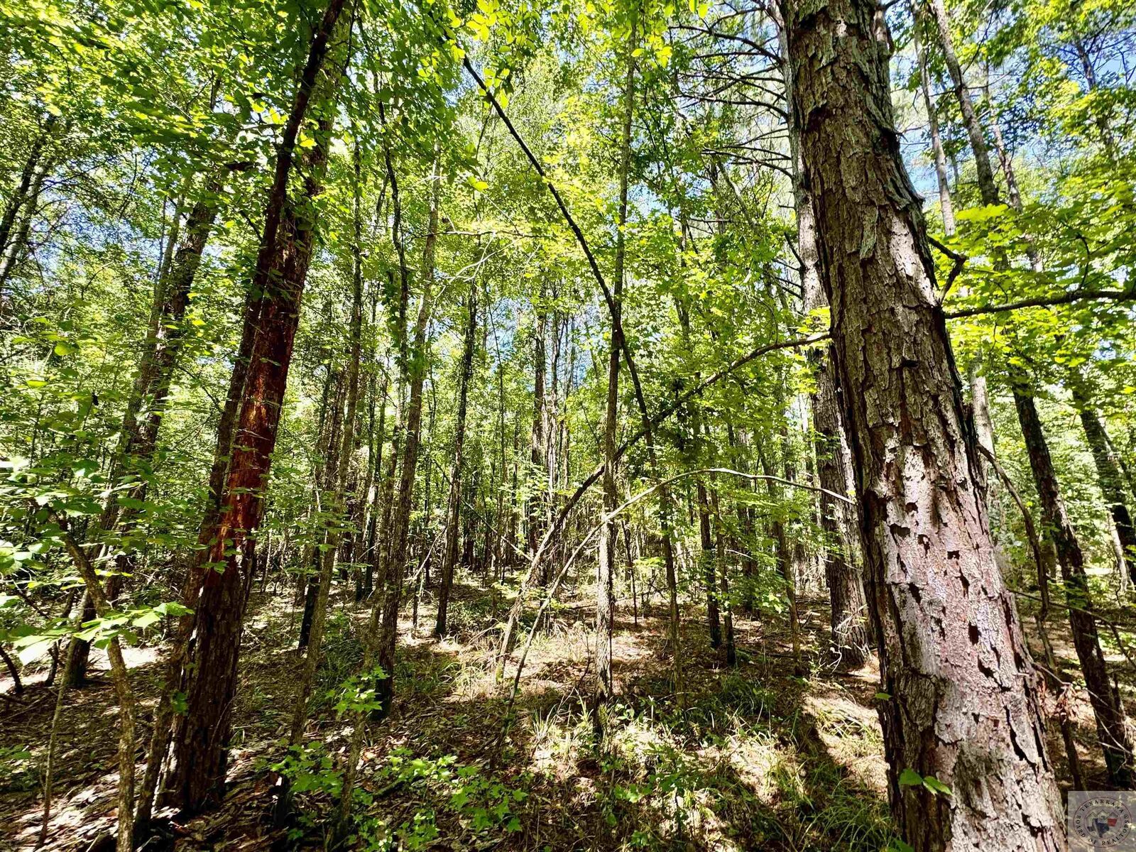 Property Photo:  Tbd Cr 4335  TX 75555 