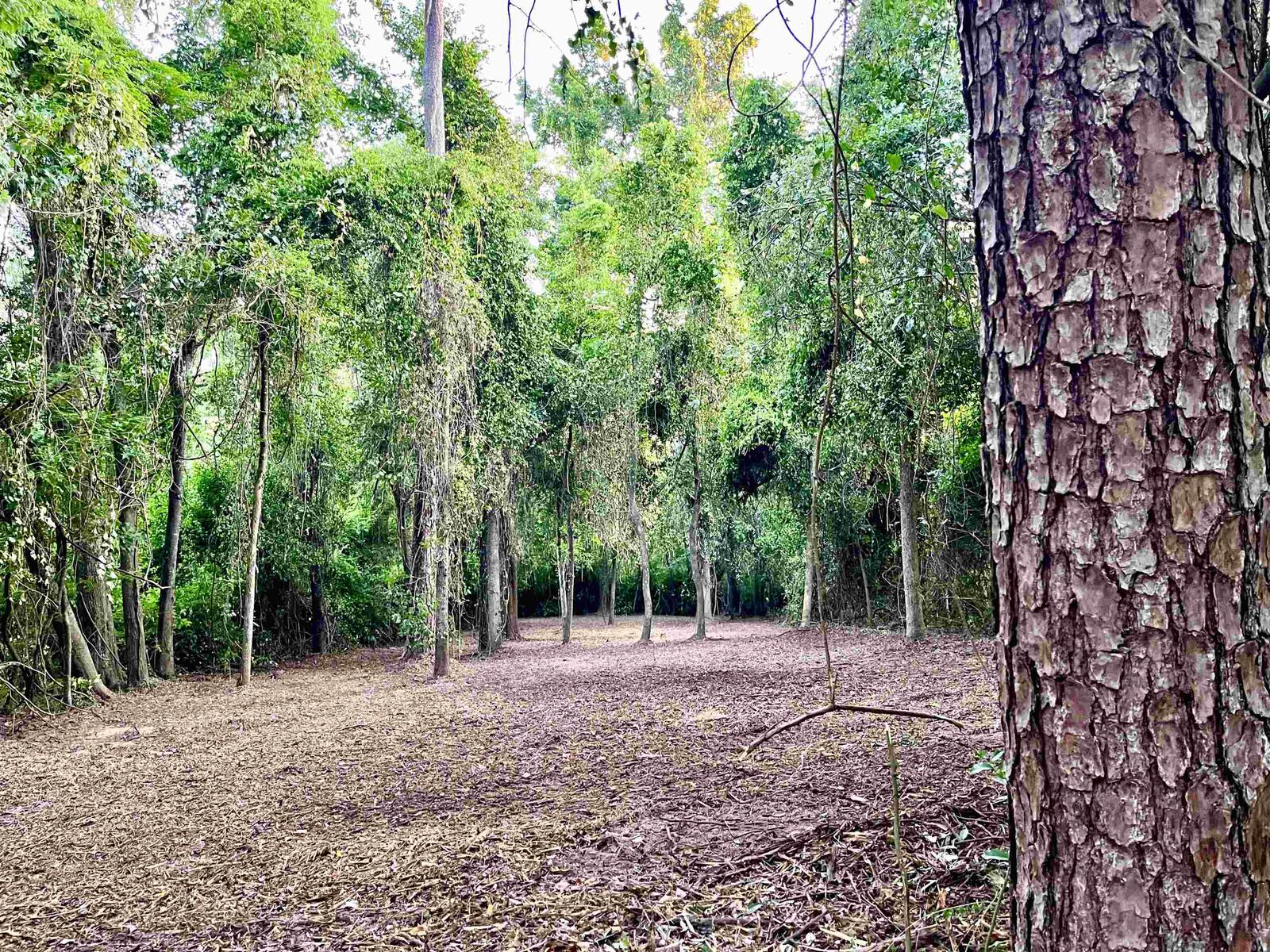 Property Photo:  Xxx Shiver Road  FL 32344 