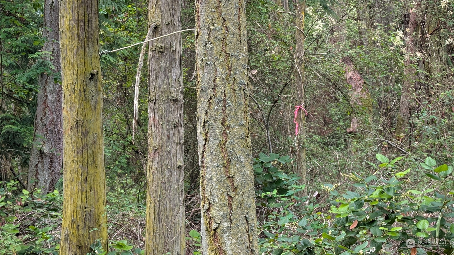 Property Photo: 0 Flagler Rd WA 98358