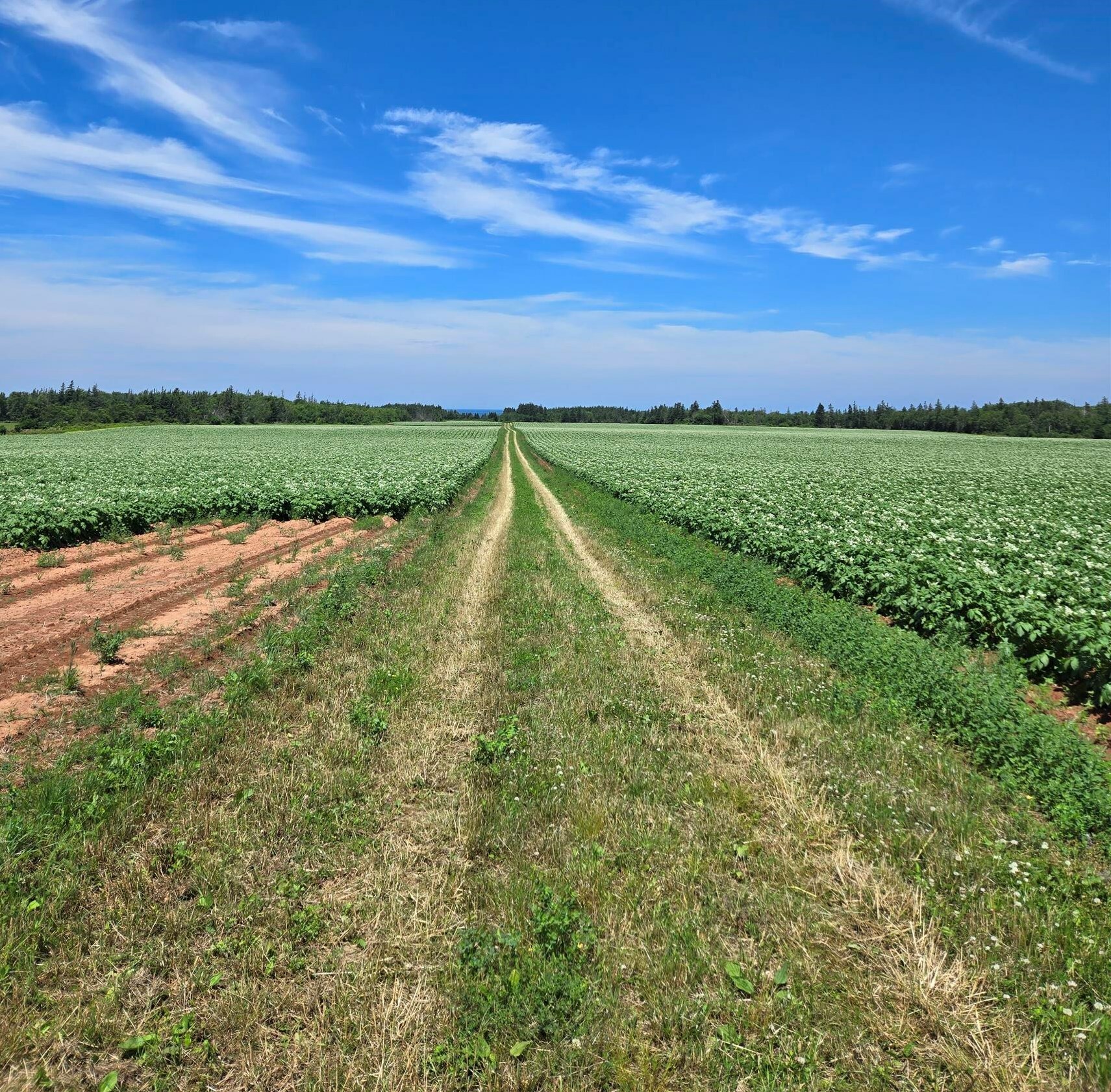 Photo de la propriété:  Acreage Off Northside Road  PE C0A 2B0 