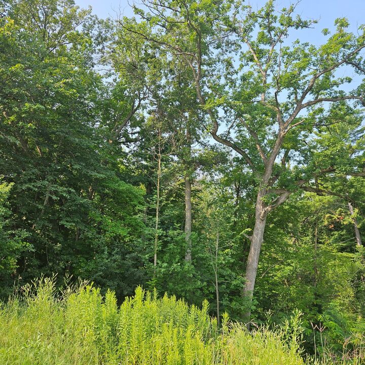 Tbd Nelson Dr  Elmwood WI 54740 photo