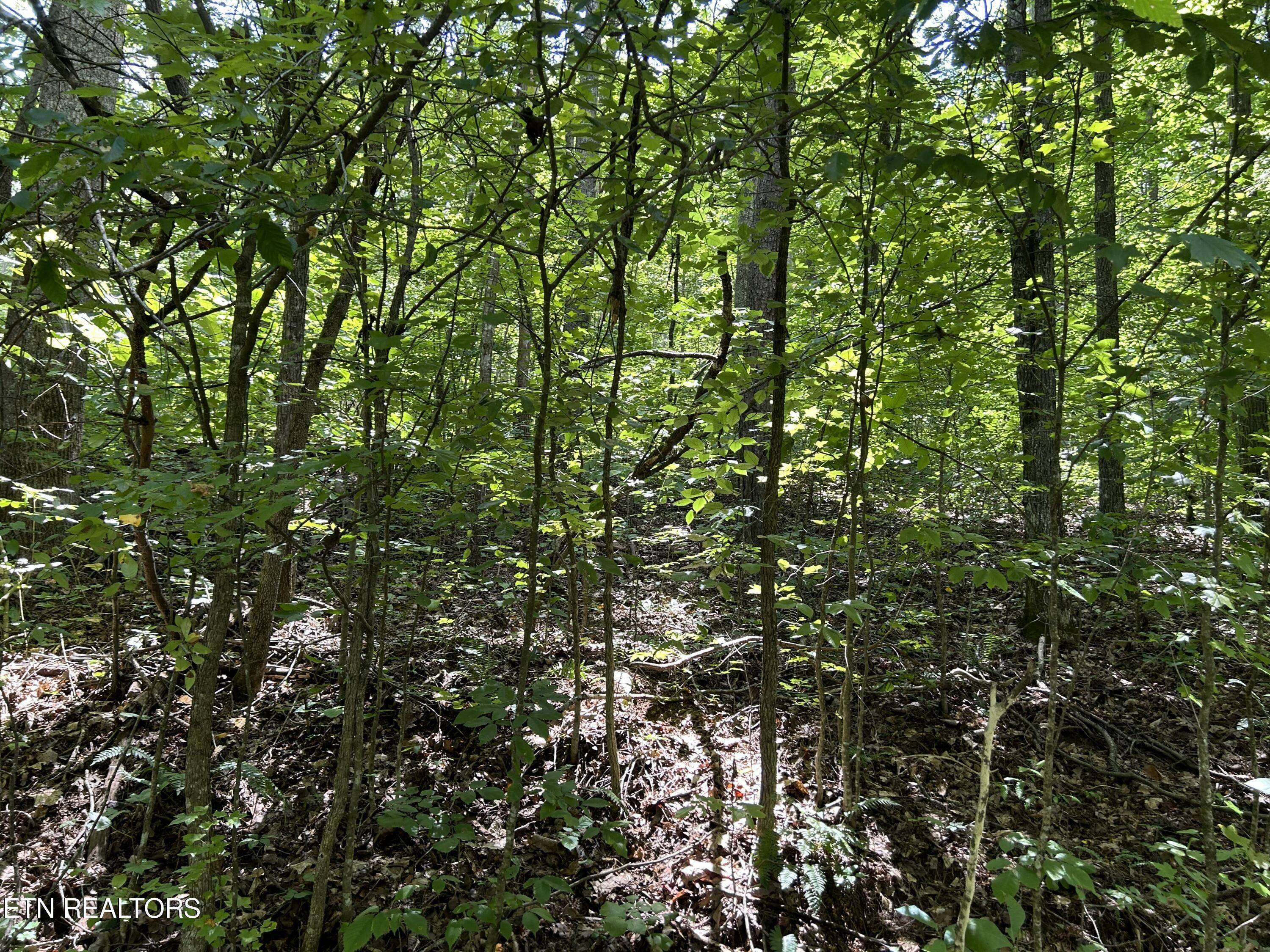 Property Photo:  Pearl Ln Lot 25 Lane  TN 37807 