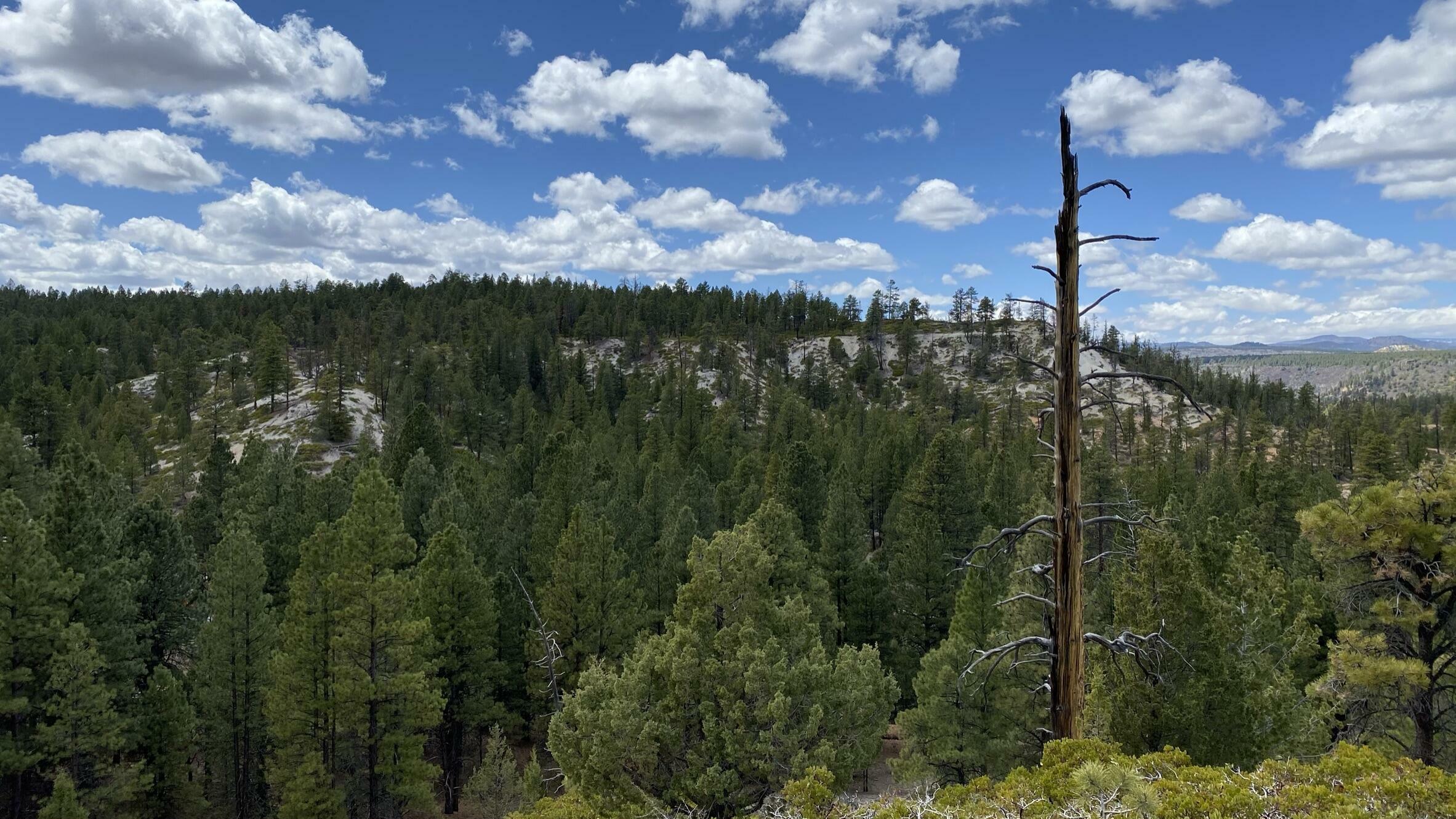 Property Photo: 14 N Royal Drive UT 84762
