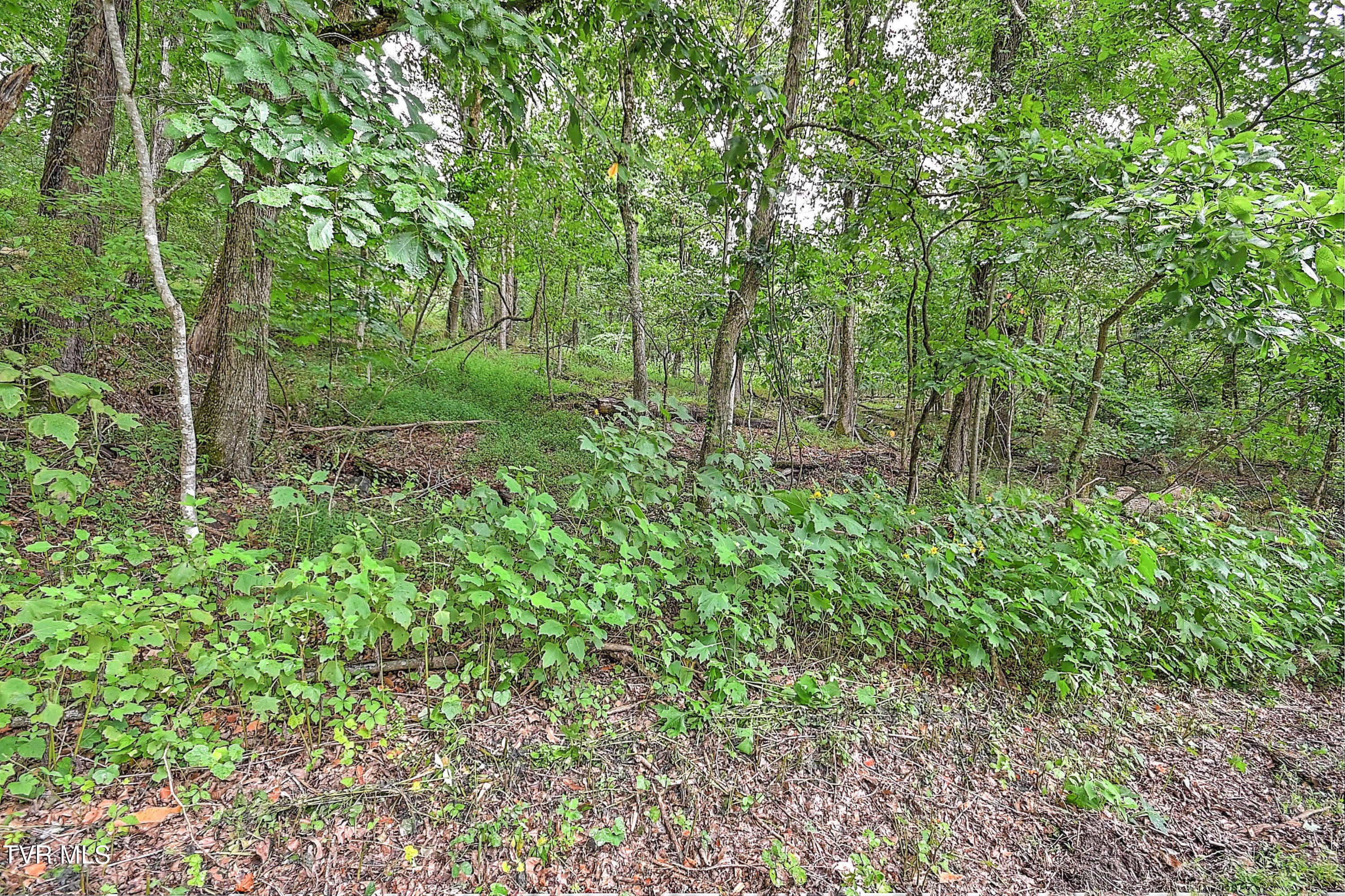 Tbd Samps Hollow Road  Elizabethton TN 37643 photo