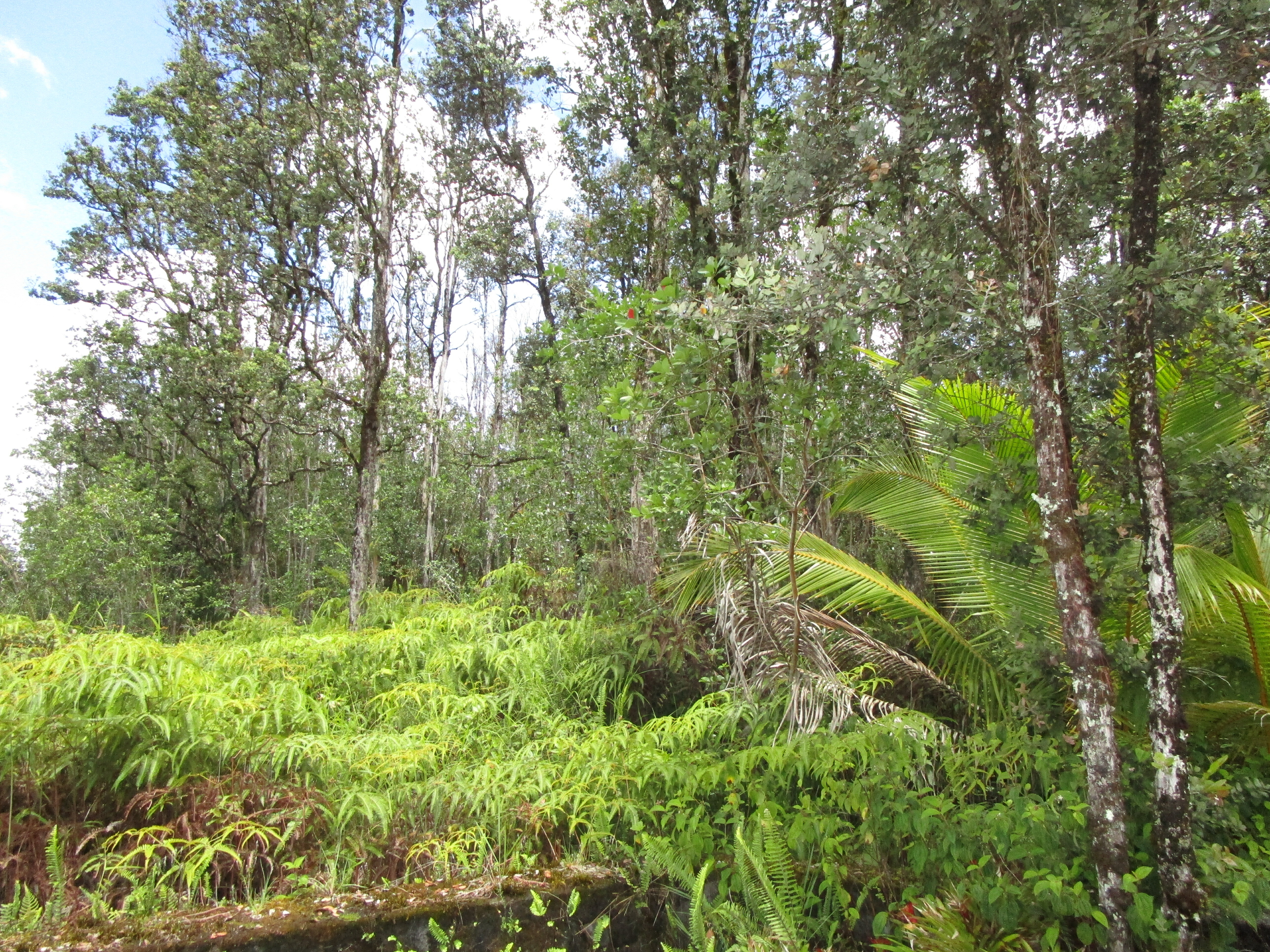 Property Photo:  Road 8 (Moho)  HI 96760 
