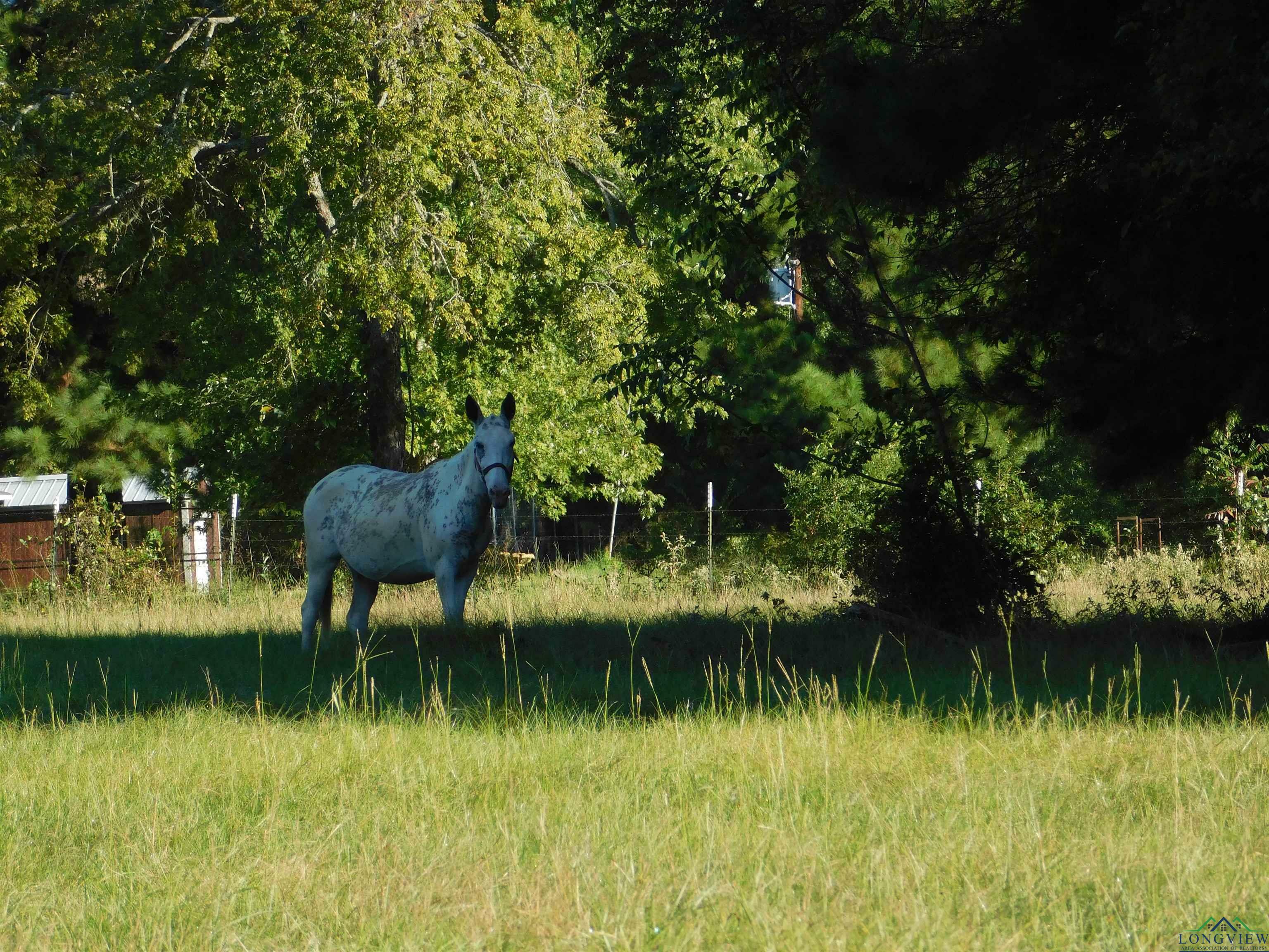 Tbd Cherokee Tr  Gilmer TX 75644 photo