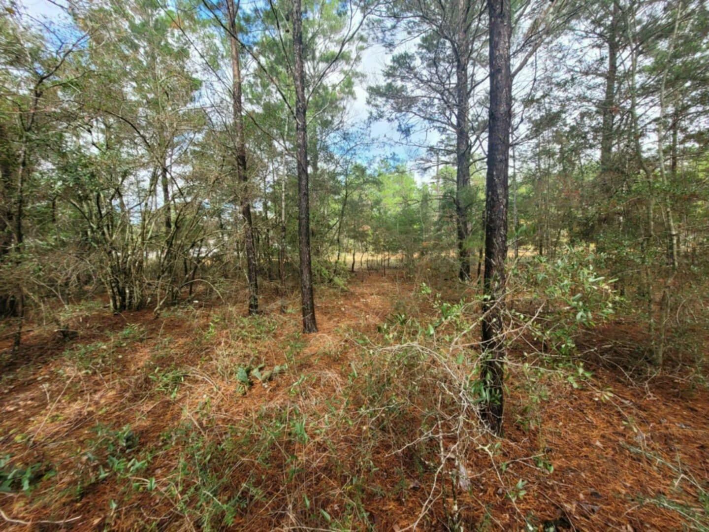 Property Photo:  Lot 4 Blk 6 E. Violet Lane  FL 32433 