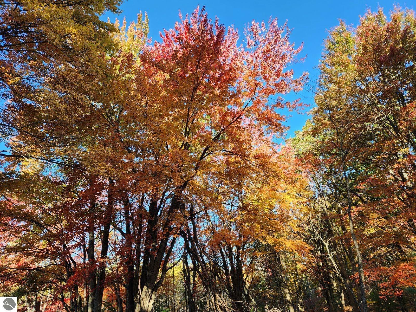 Property Photo:  Vl Forest Drive  MI 49601 