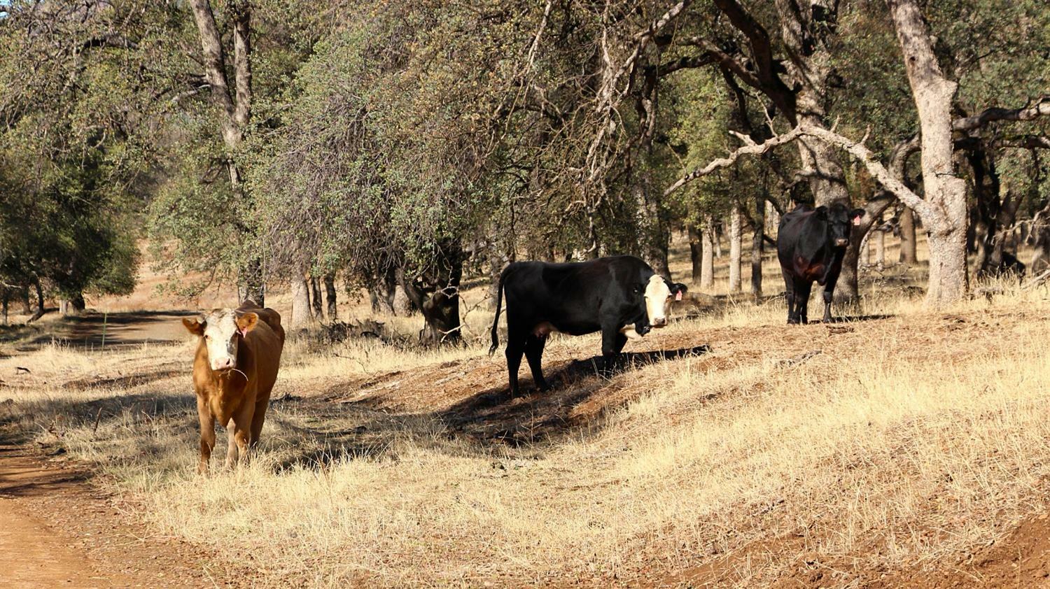 Property Photo:  0 Marshes Flat Road  CA 95311 