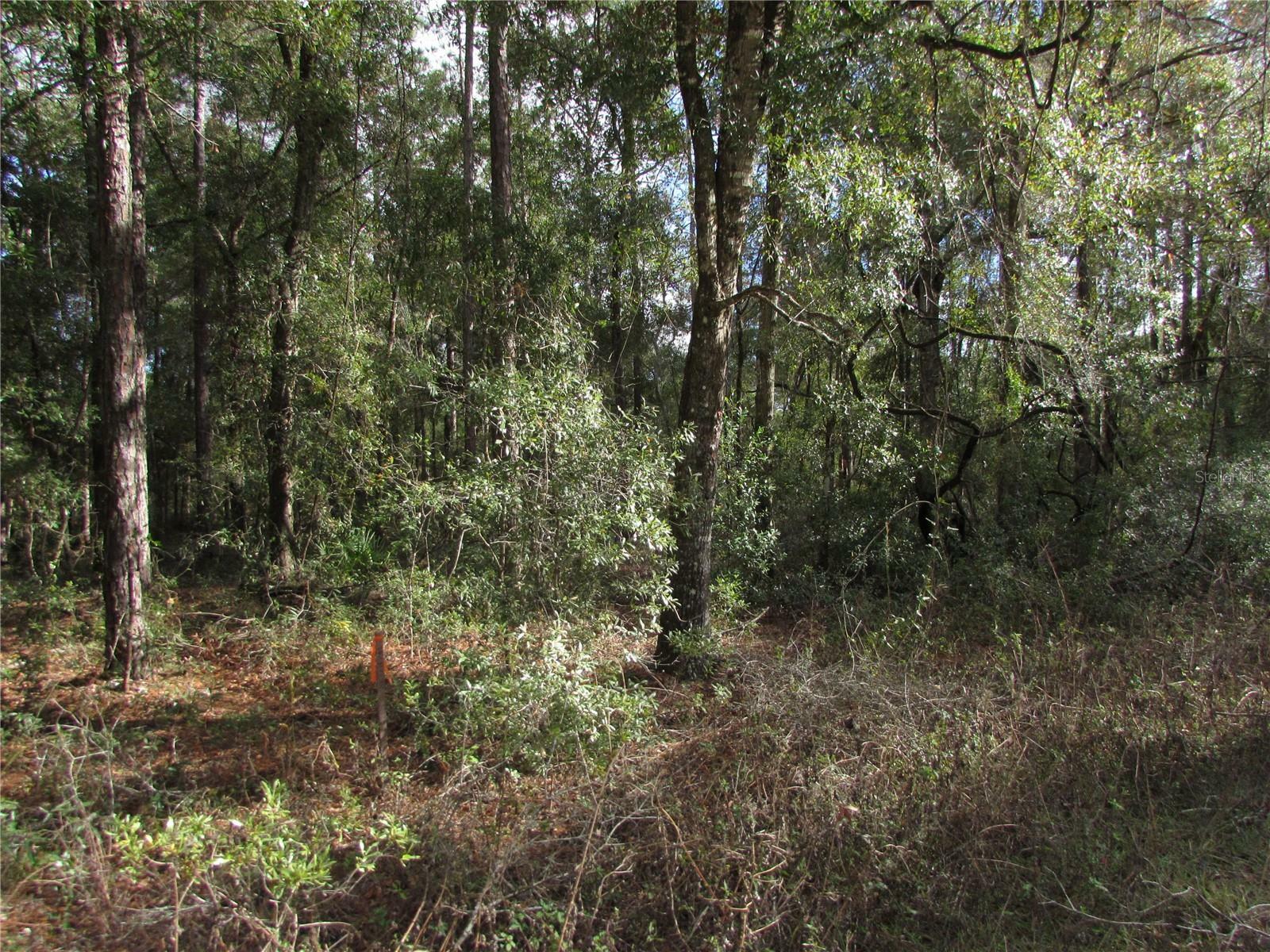 Property Photo:  Lot 6 SW 161 Court Road  FL 34481 