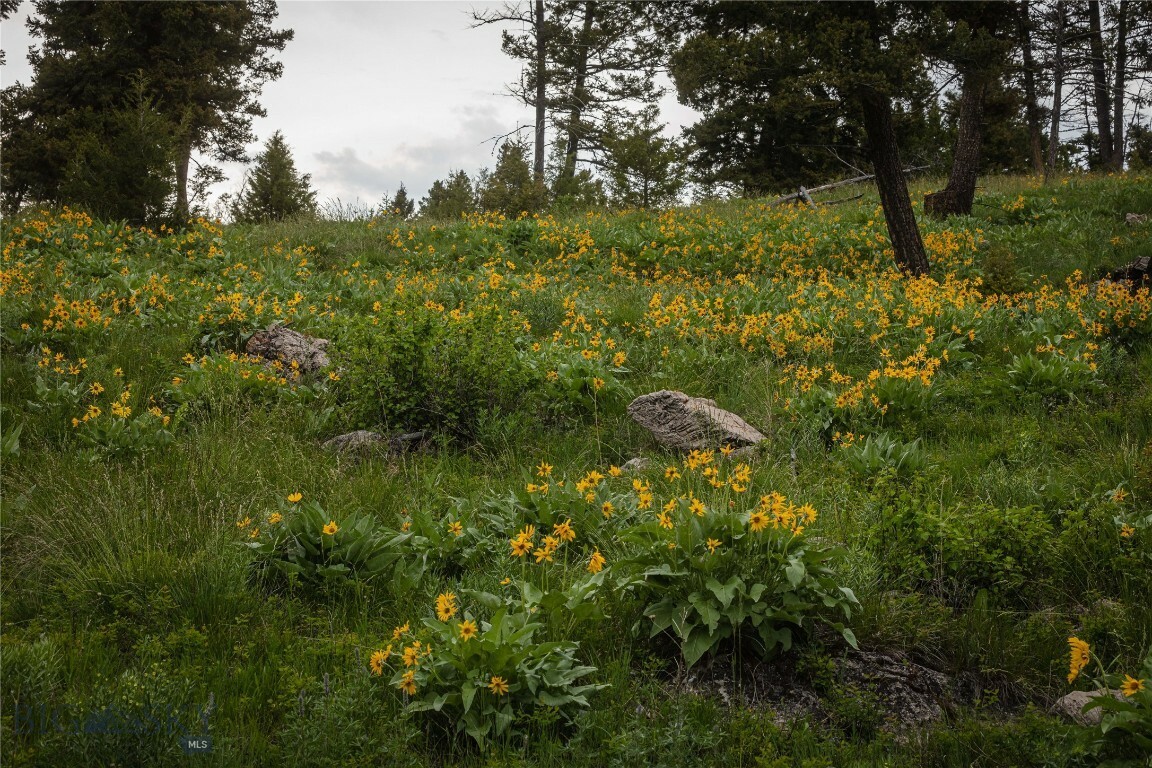 Property Photo:  5 Bull Elk Tracts  MT 59823 