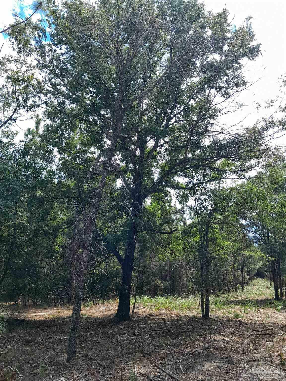 Property Photo:  Parcel B-2 Wildlife Rd  FL 32564 