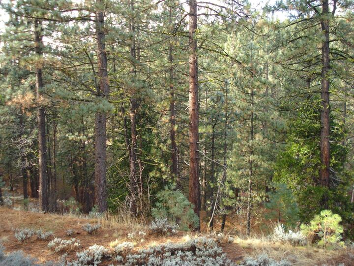 Property Photo:  199 Big Grizzly  CA 96122 