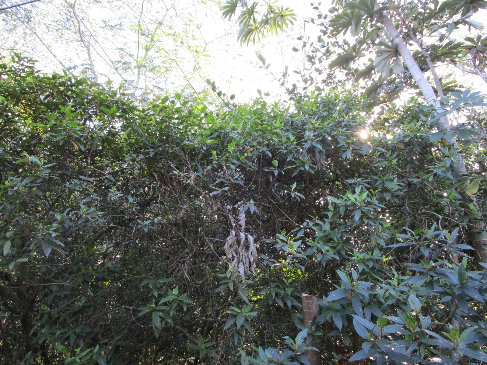 Property Photo: 8th Ave HI 96749