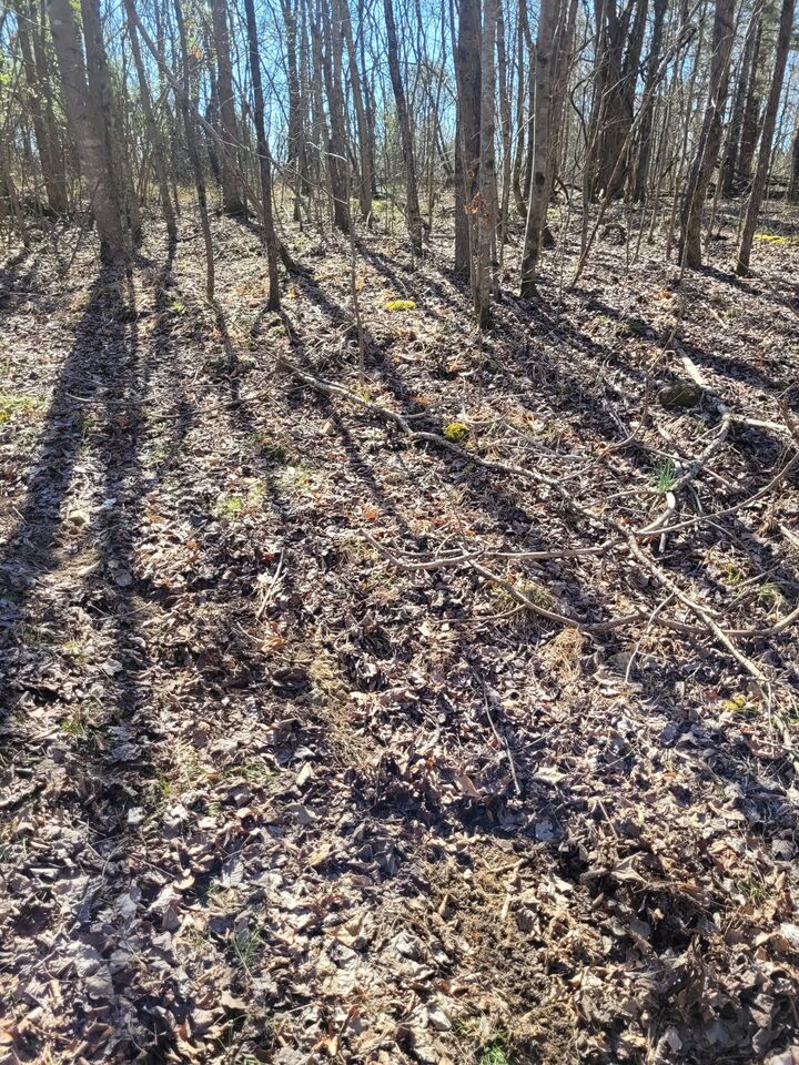 Property Photo:  0 Cowhorne Hollow Rd  TN 38477 