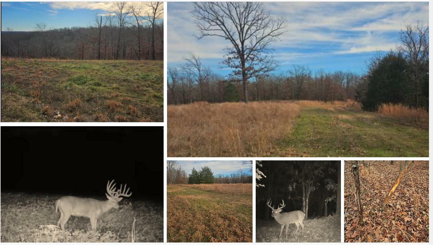 Property Photo:  68.80 Acre Low Gap Road  MO 64854 