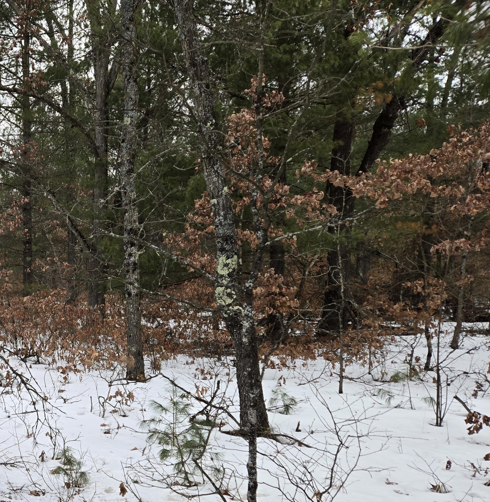 Property Photo: 00 E 42 Nd MI 49642