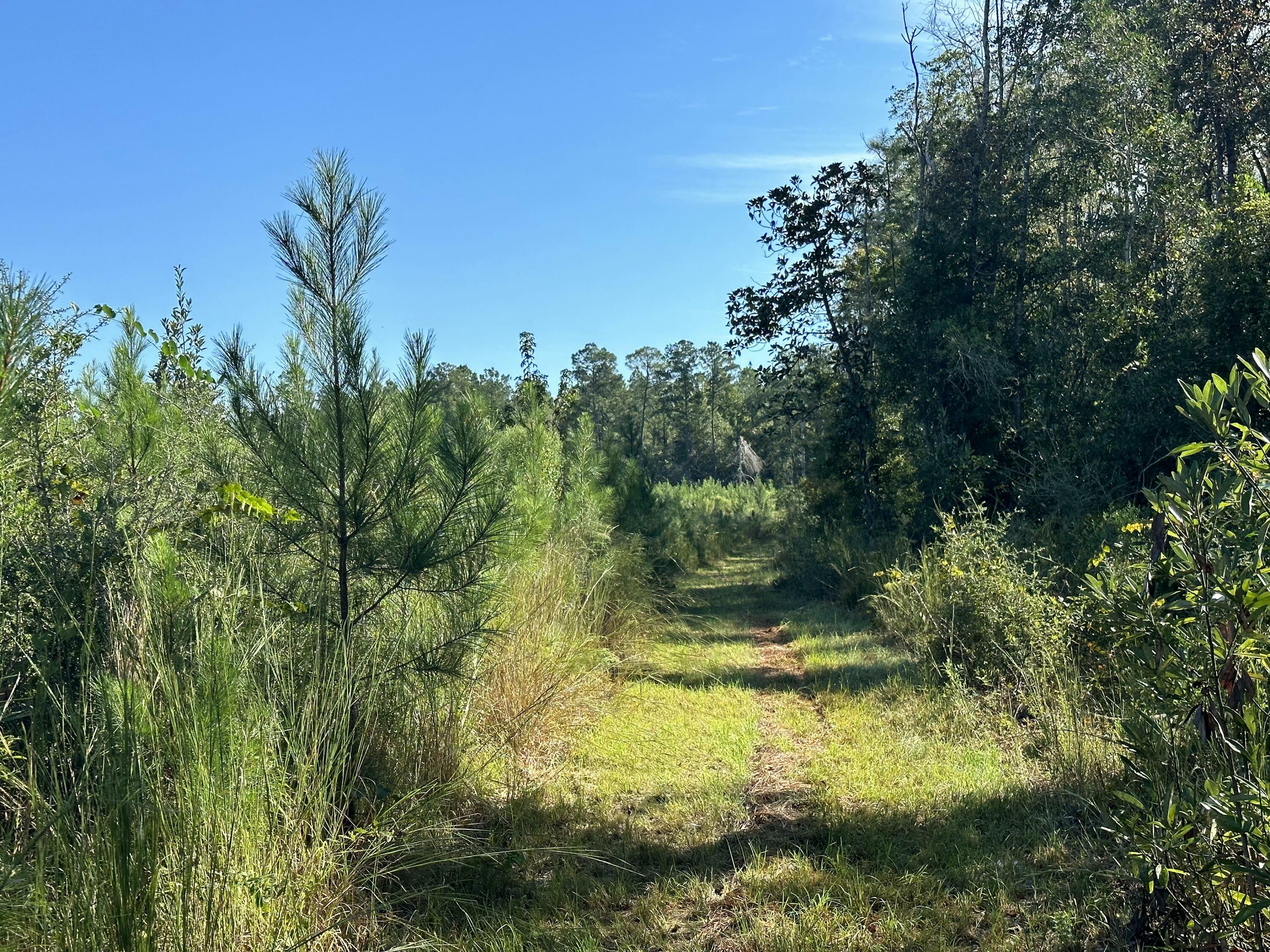 Property Photo: Parcel J Buck Tyner Road FL 32567