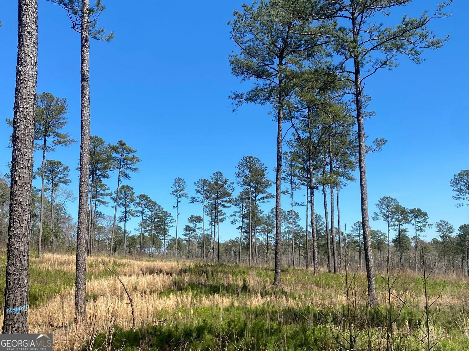 Property Photo: 717 Giles Road GA 31029