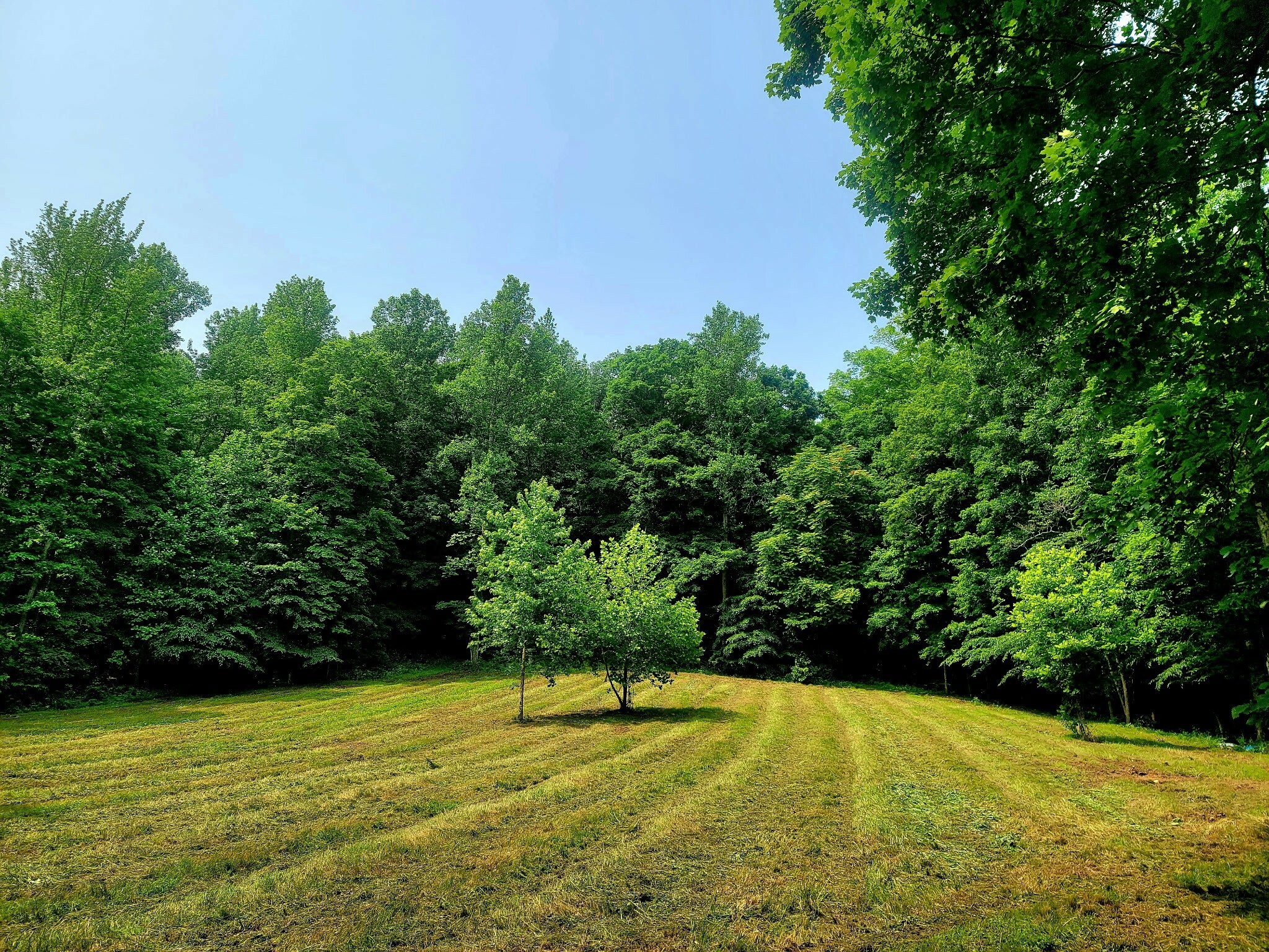 Property Photo:  811 Borum Rd  TN 37015 