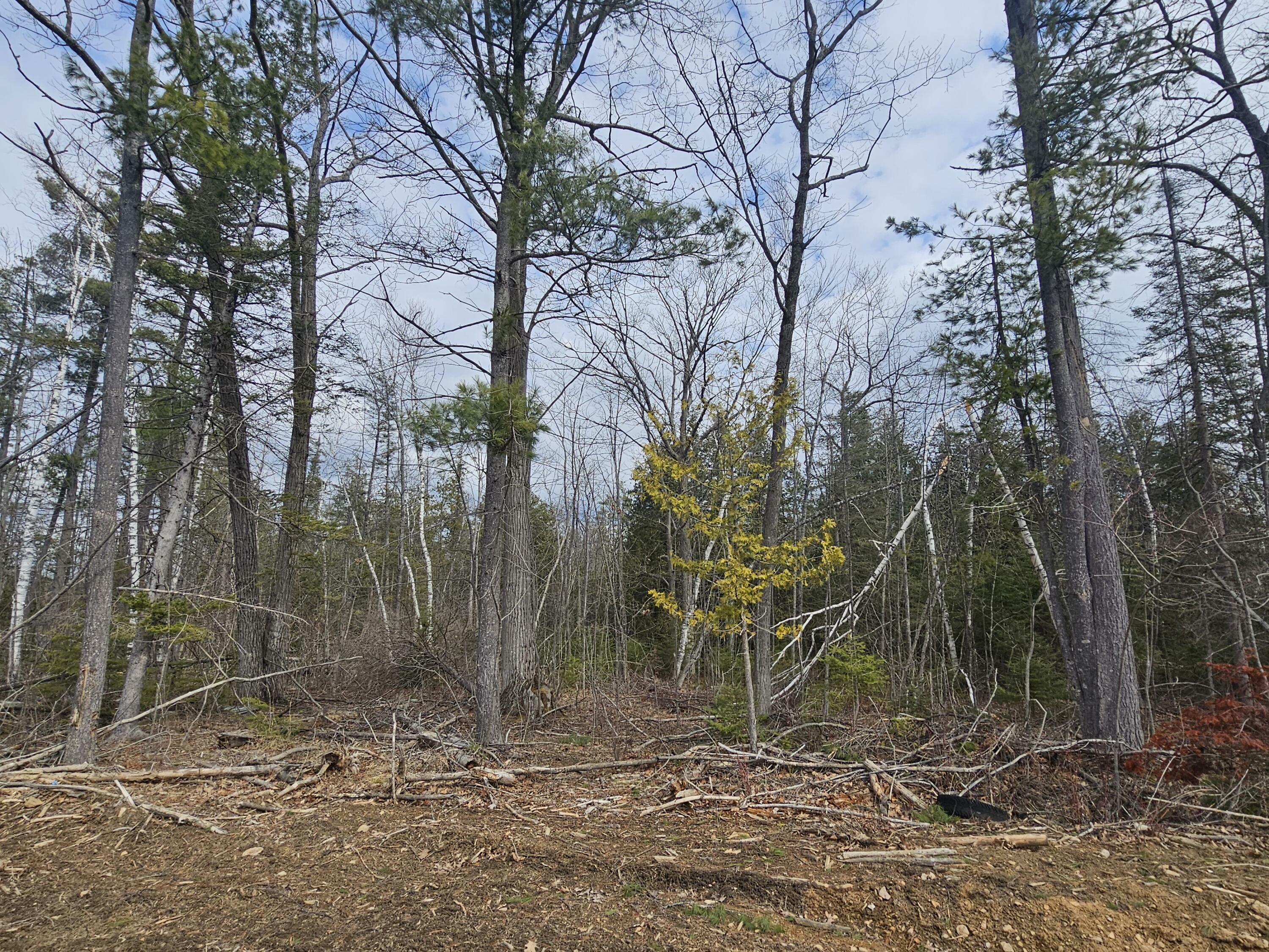 Lake Winyah Road  Alpena MI 49707 photo